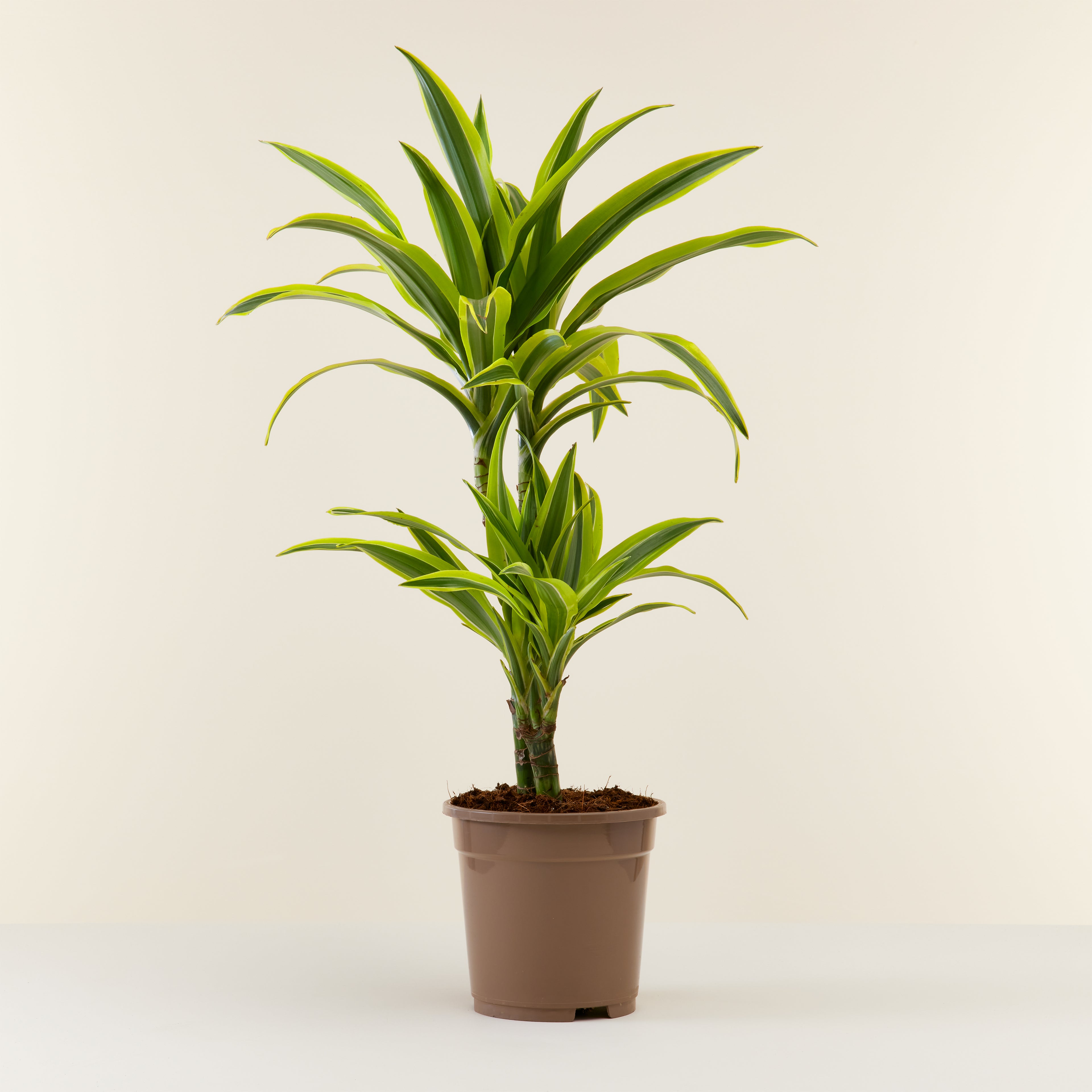 Dracaena Lemon Lime