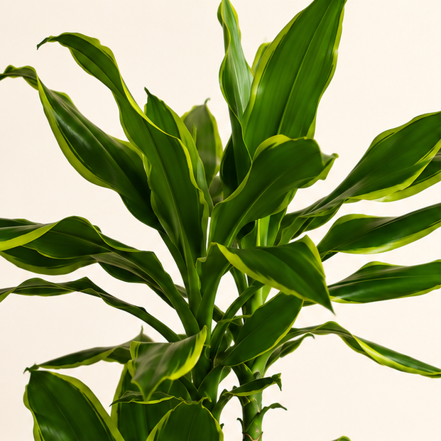 Dracaena Golden Coast
