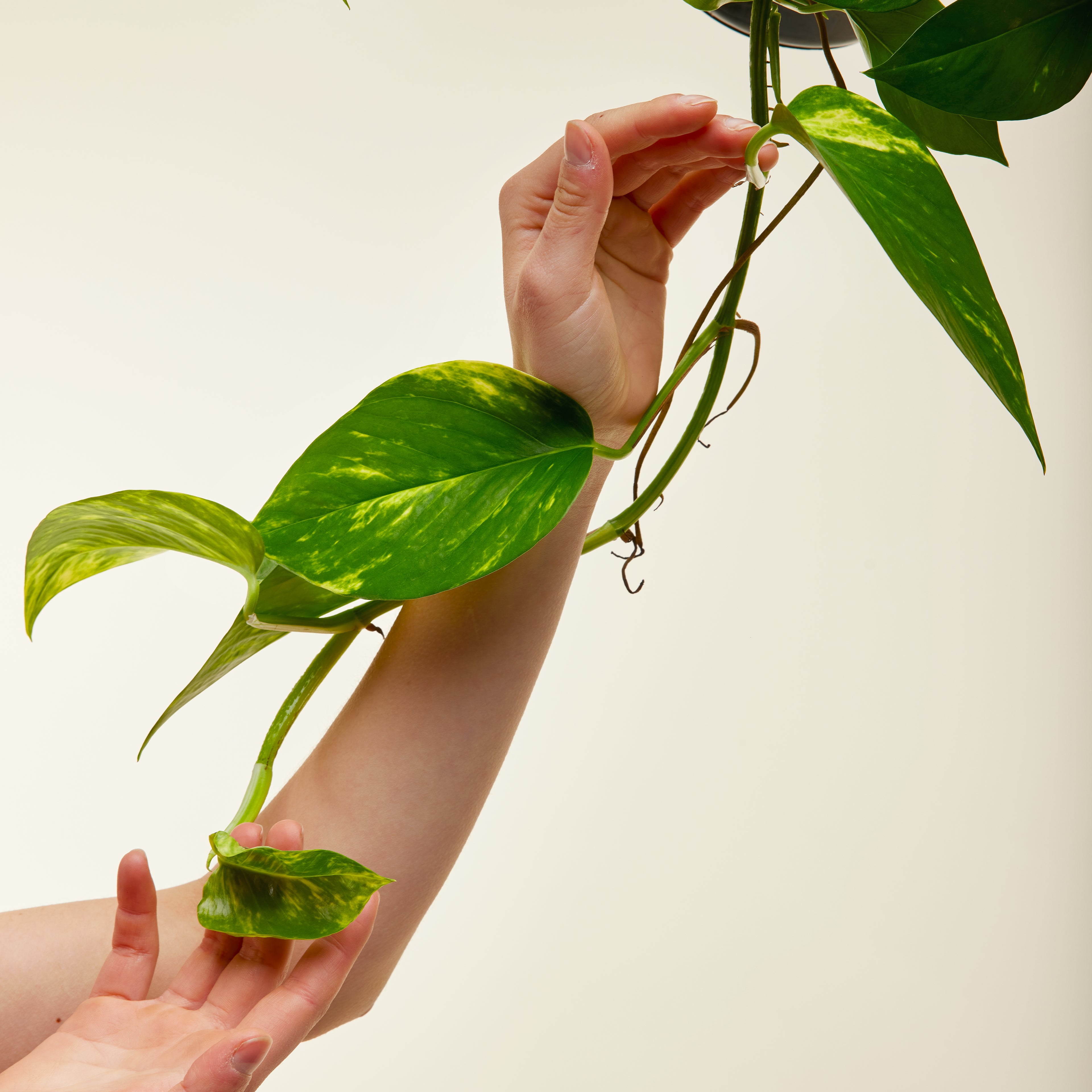 Money Plant
