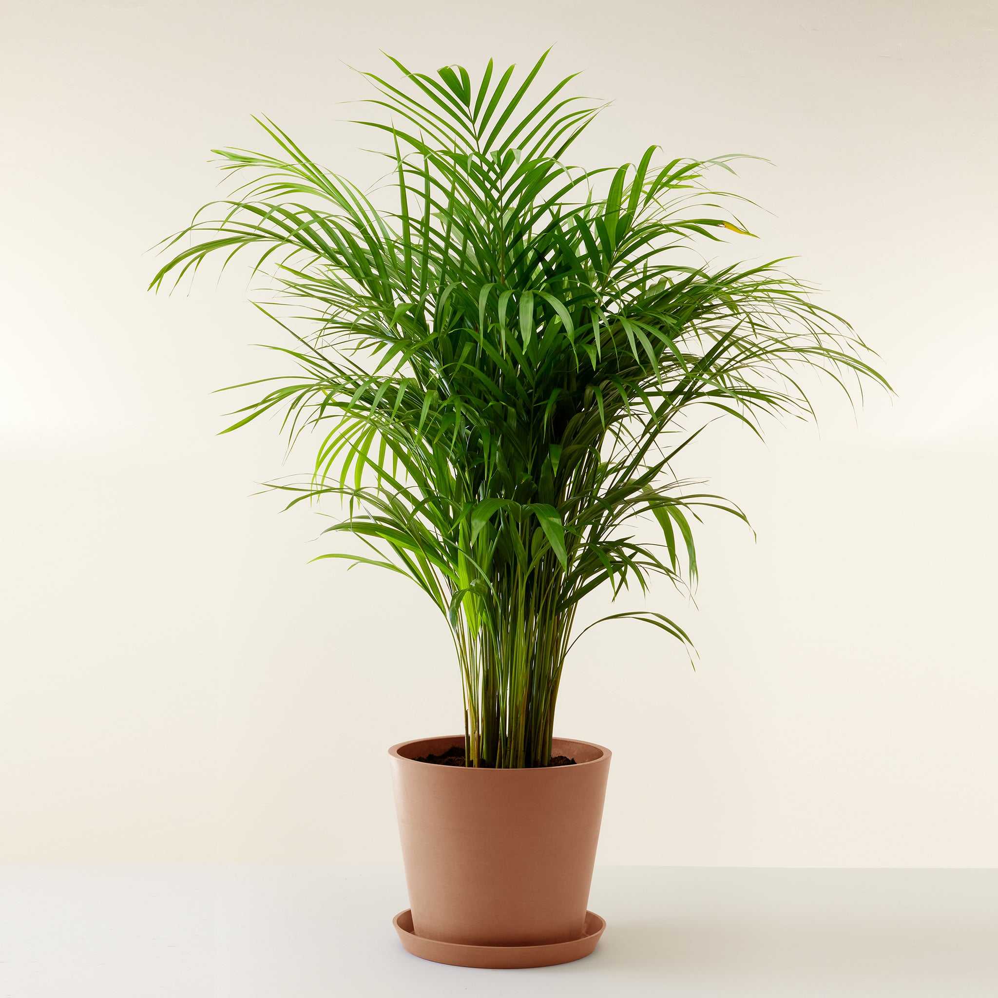 Areca Palm