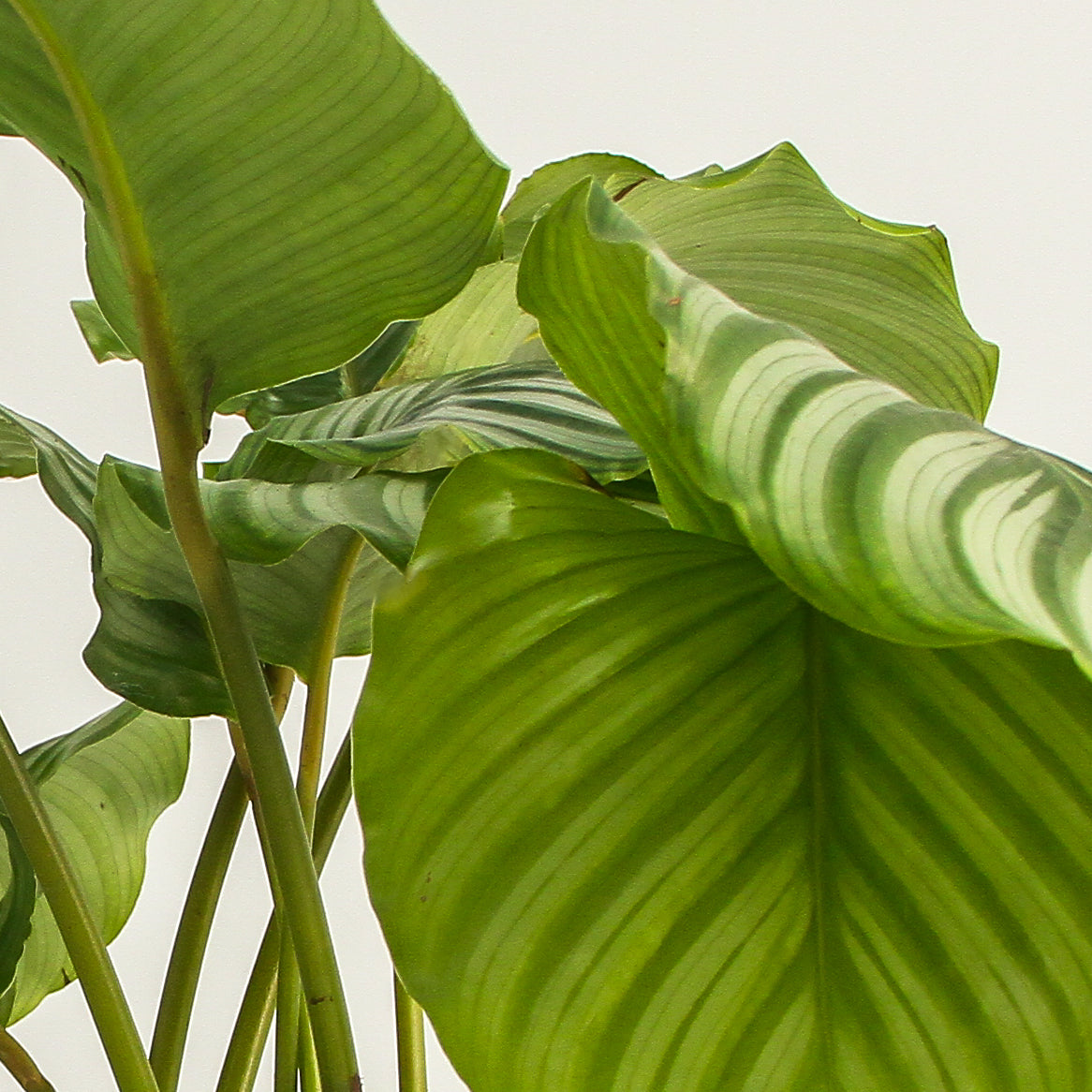 Calathea Orbifolio