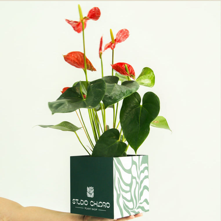 Anthurium Red