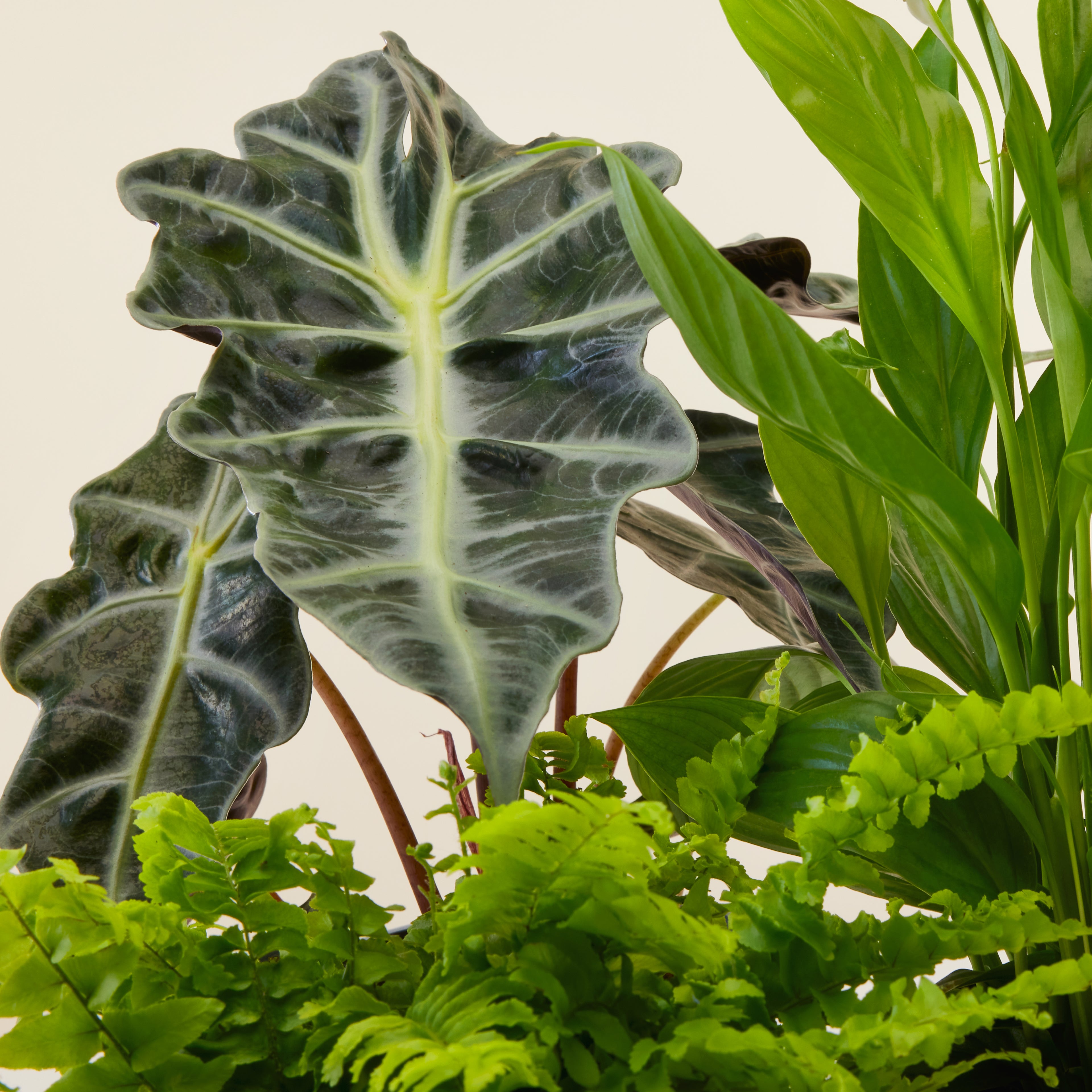 Alocasia Polly