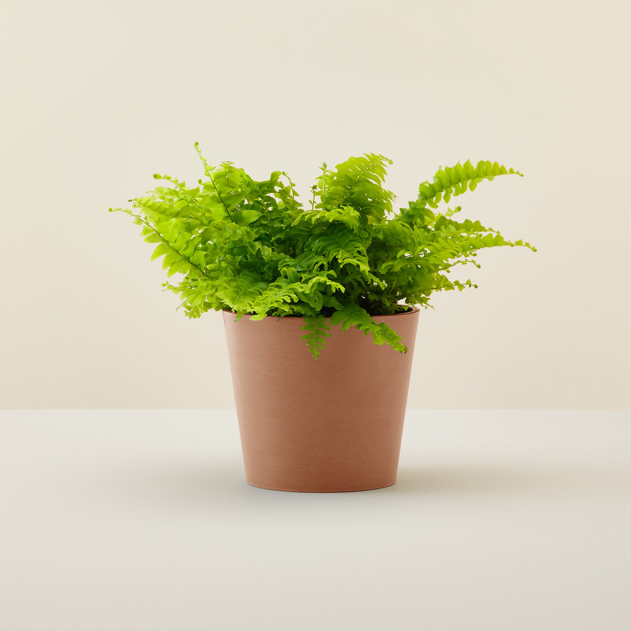 Boston Fern