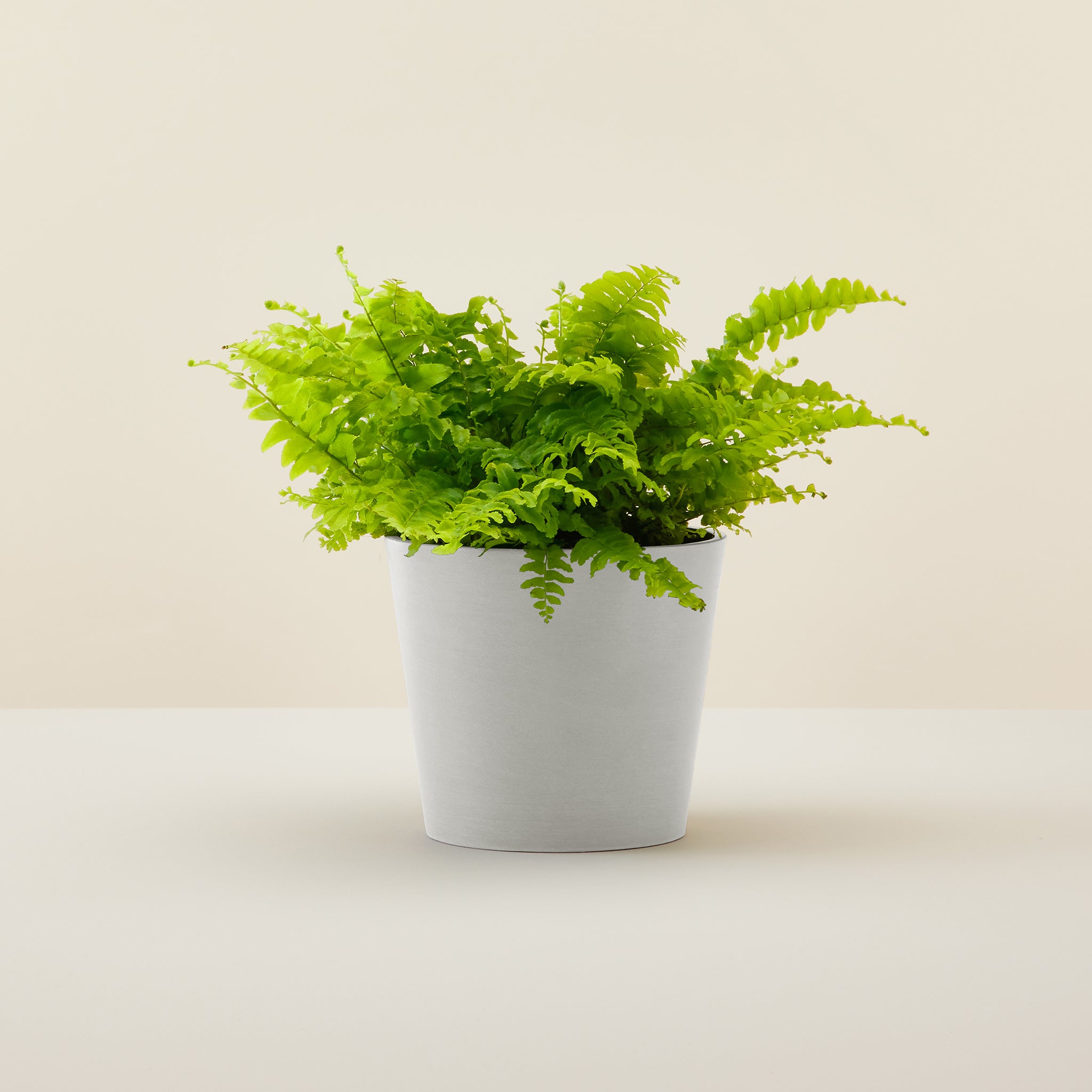 Boston Fern