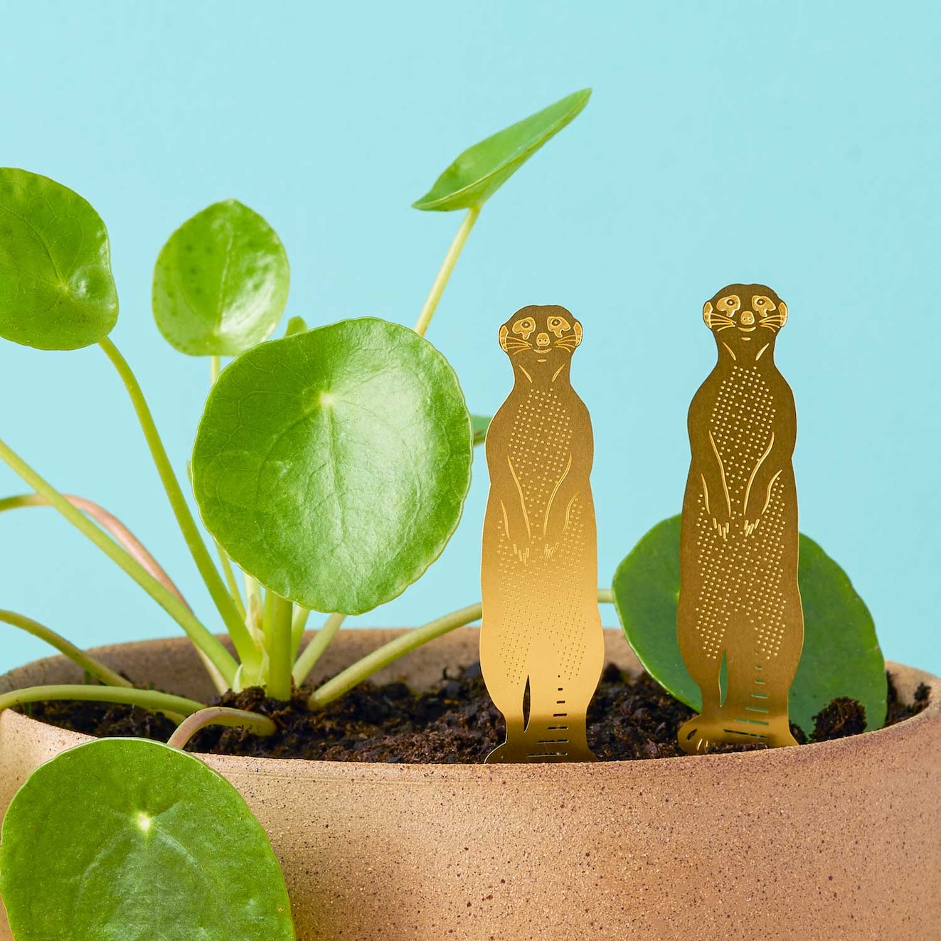 Plant Animals - Meerkat