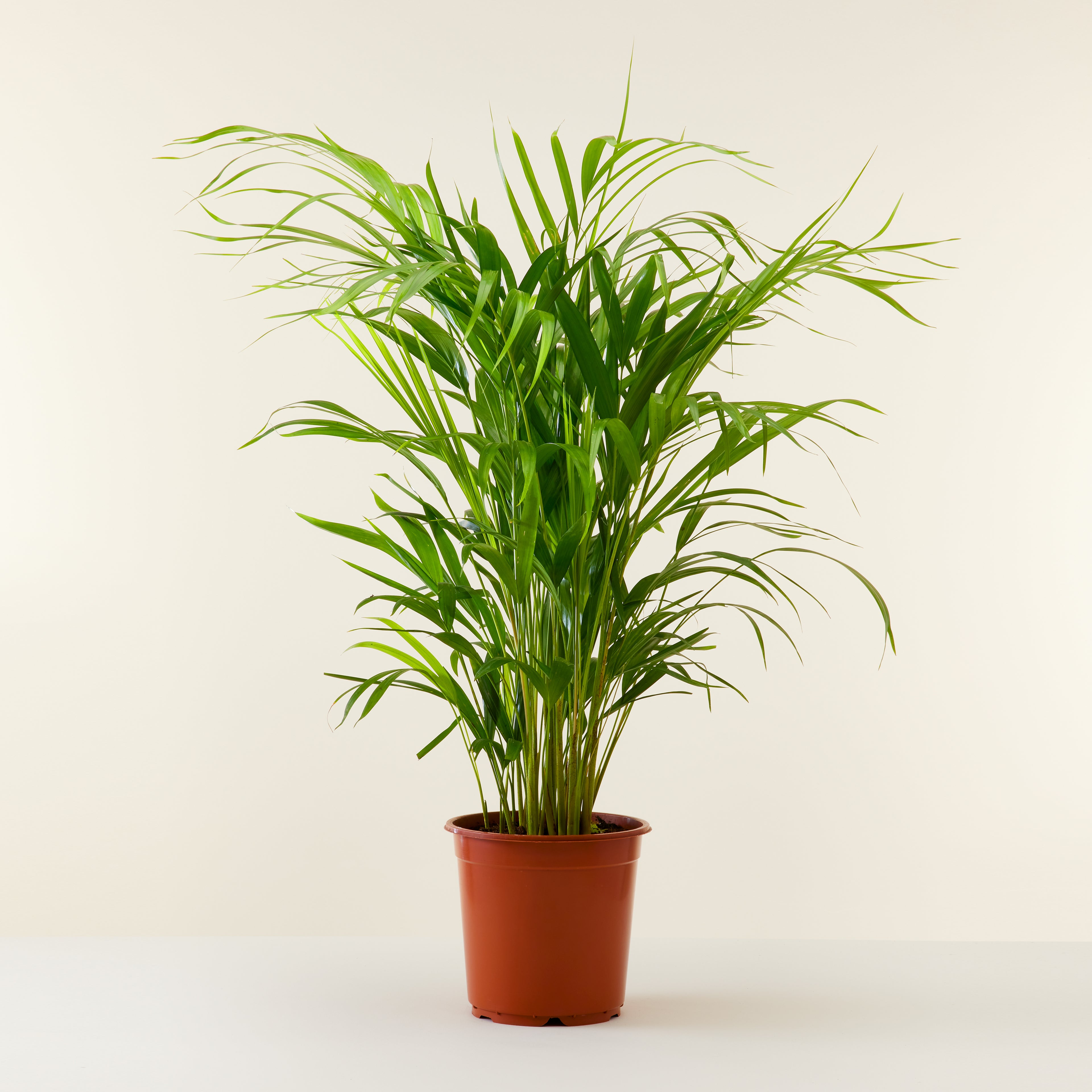 Areca Palm