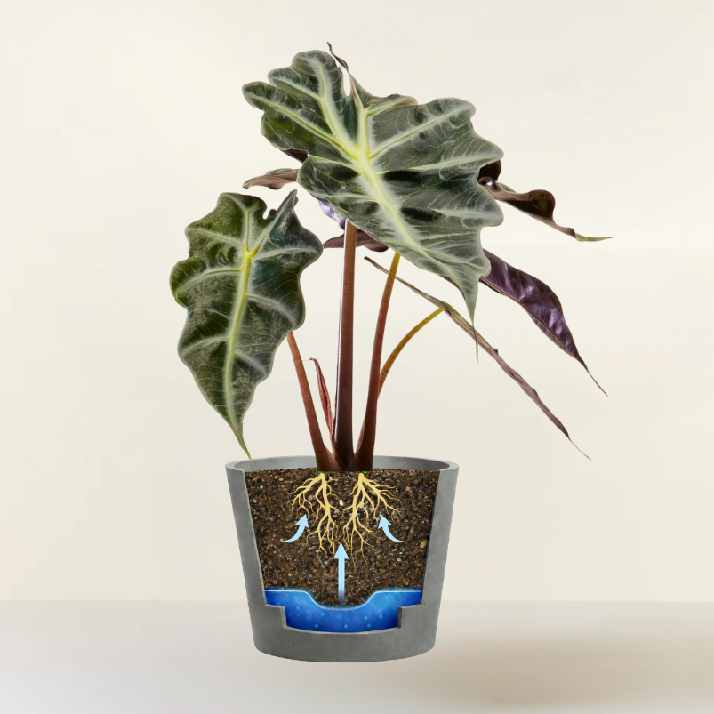 Alocasia Polly