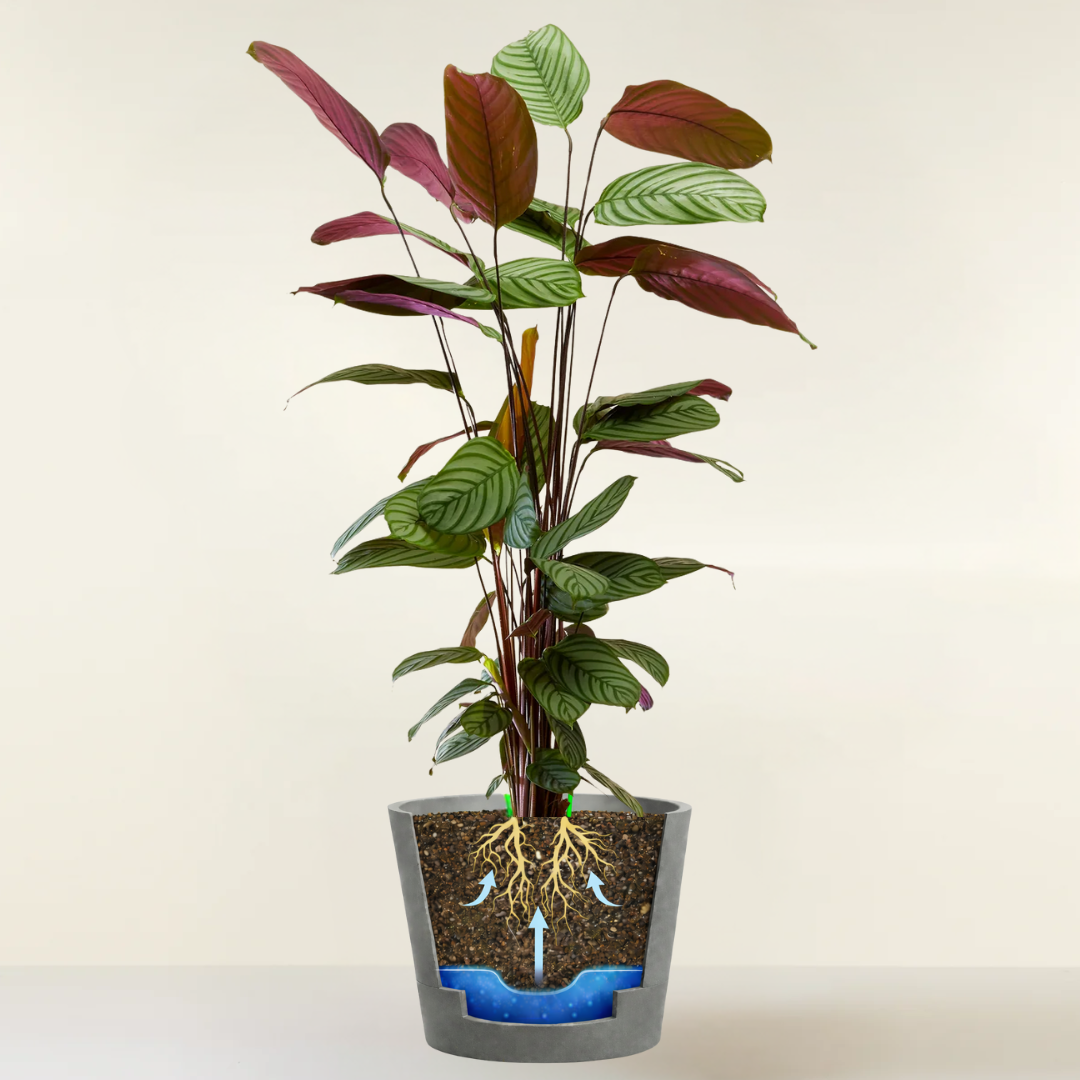 Calathea Oppenheimiana