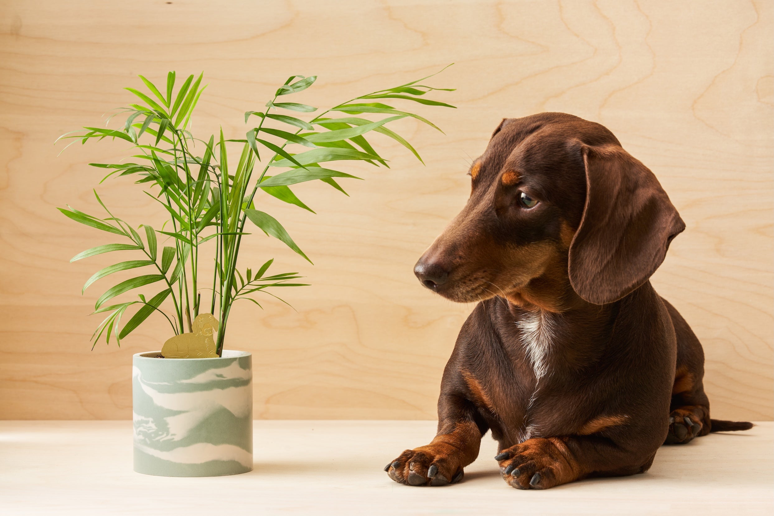 Plant Animals - Dachshund