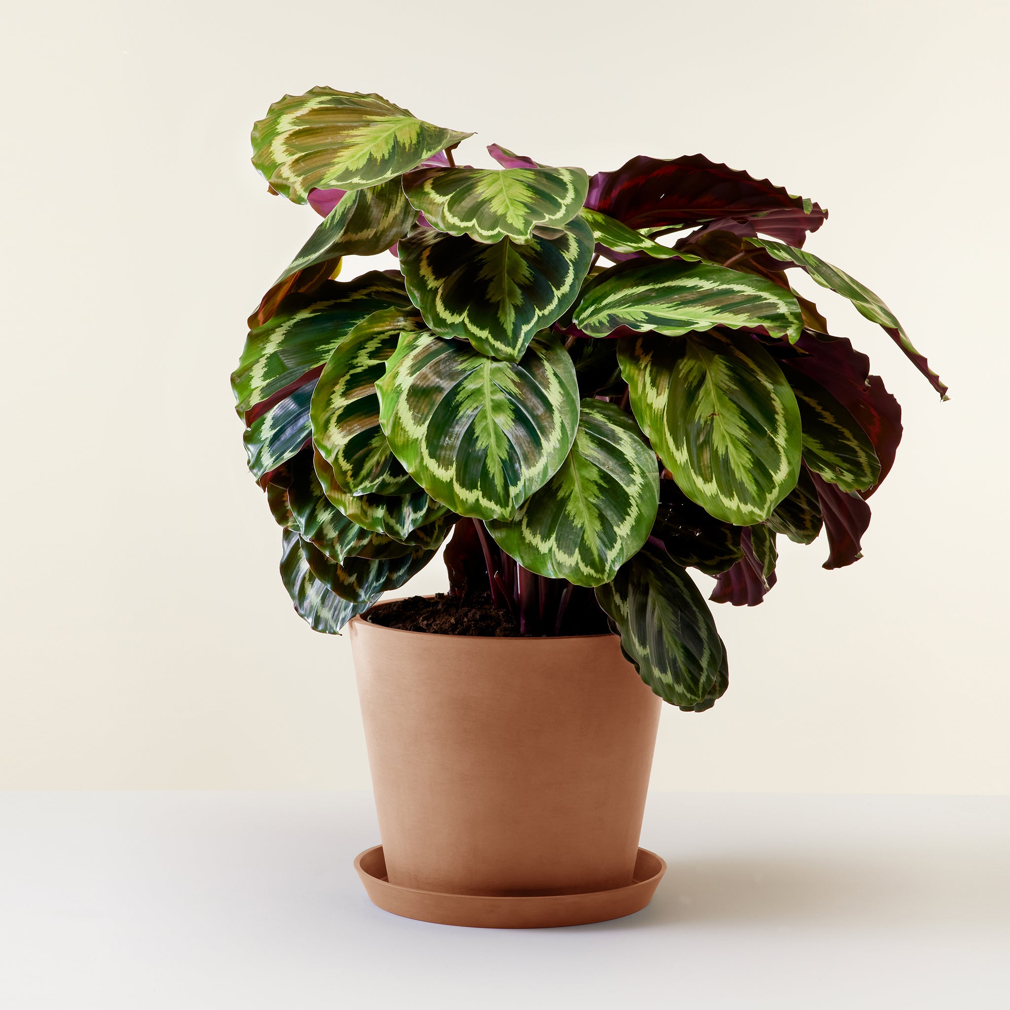 Calathea Medallion