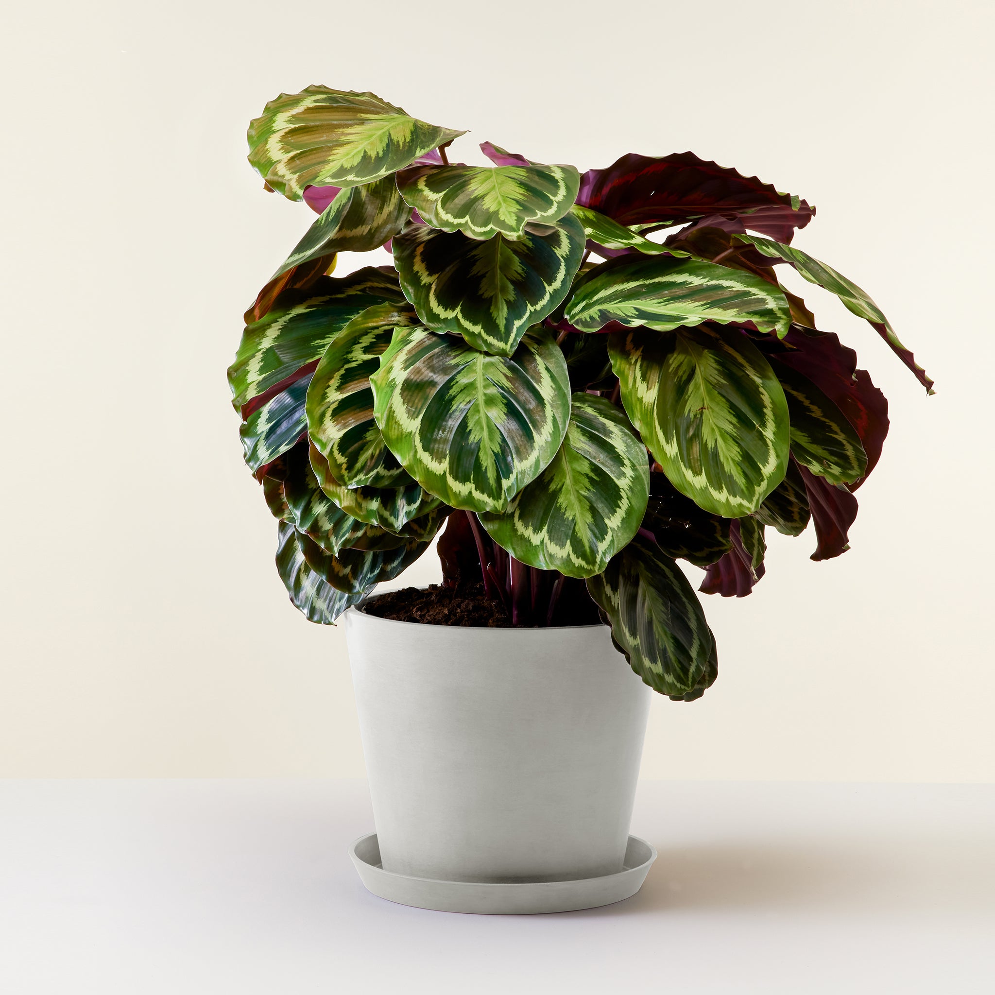Calathea Medallion