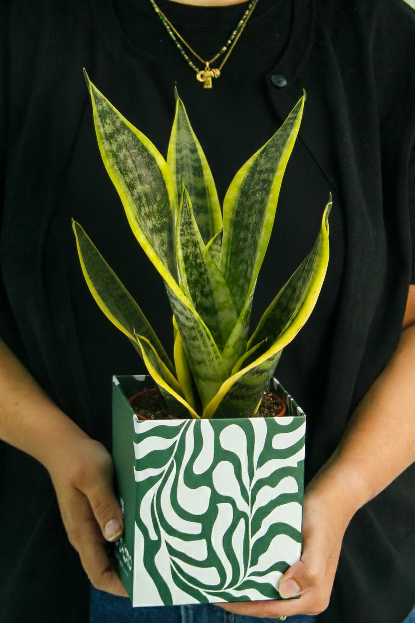 Snake Plant