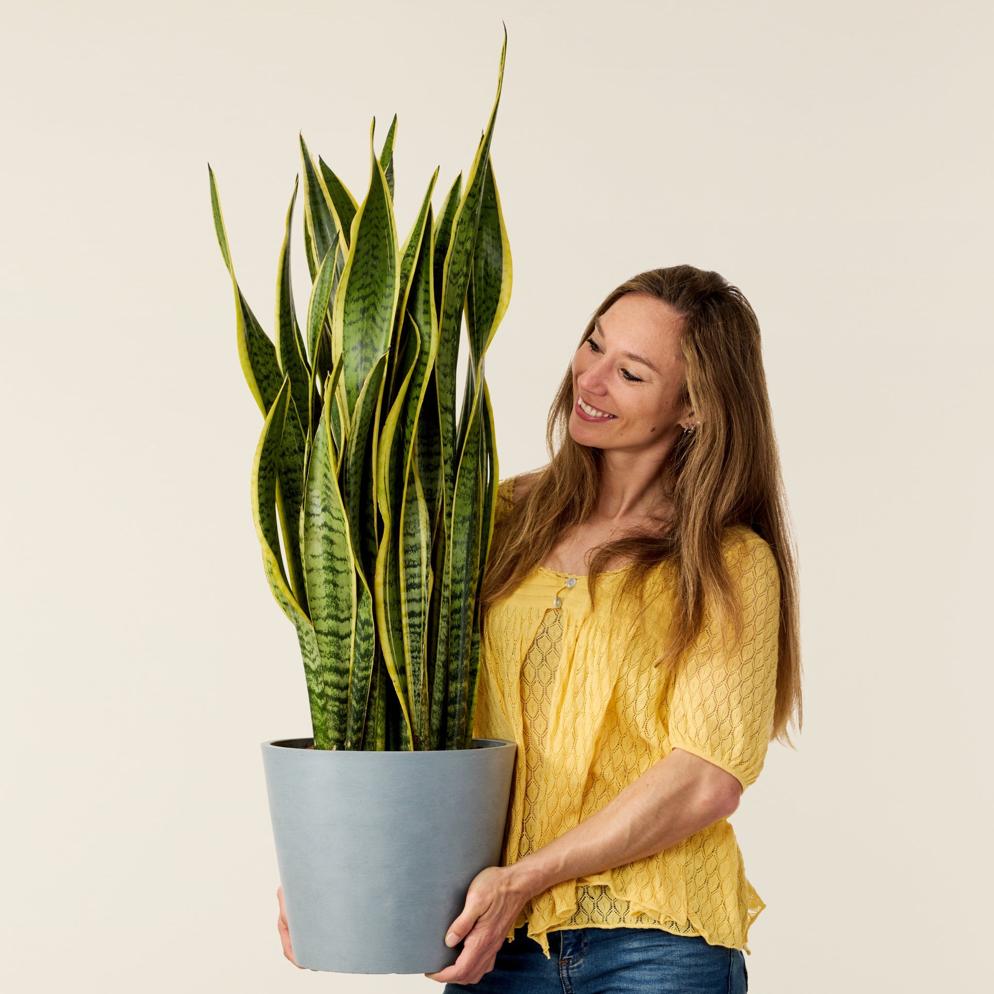 Snake Plant