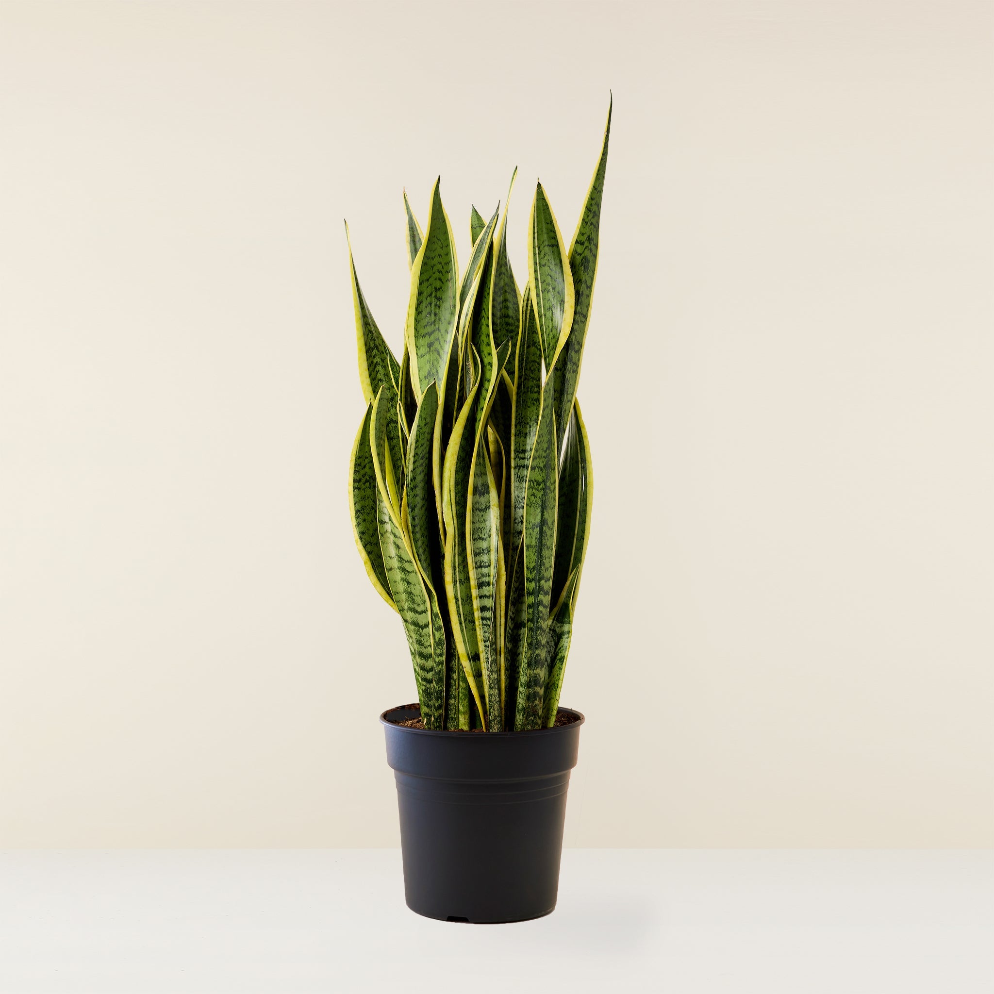 Snake Plant