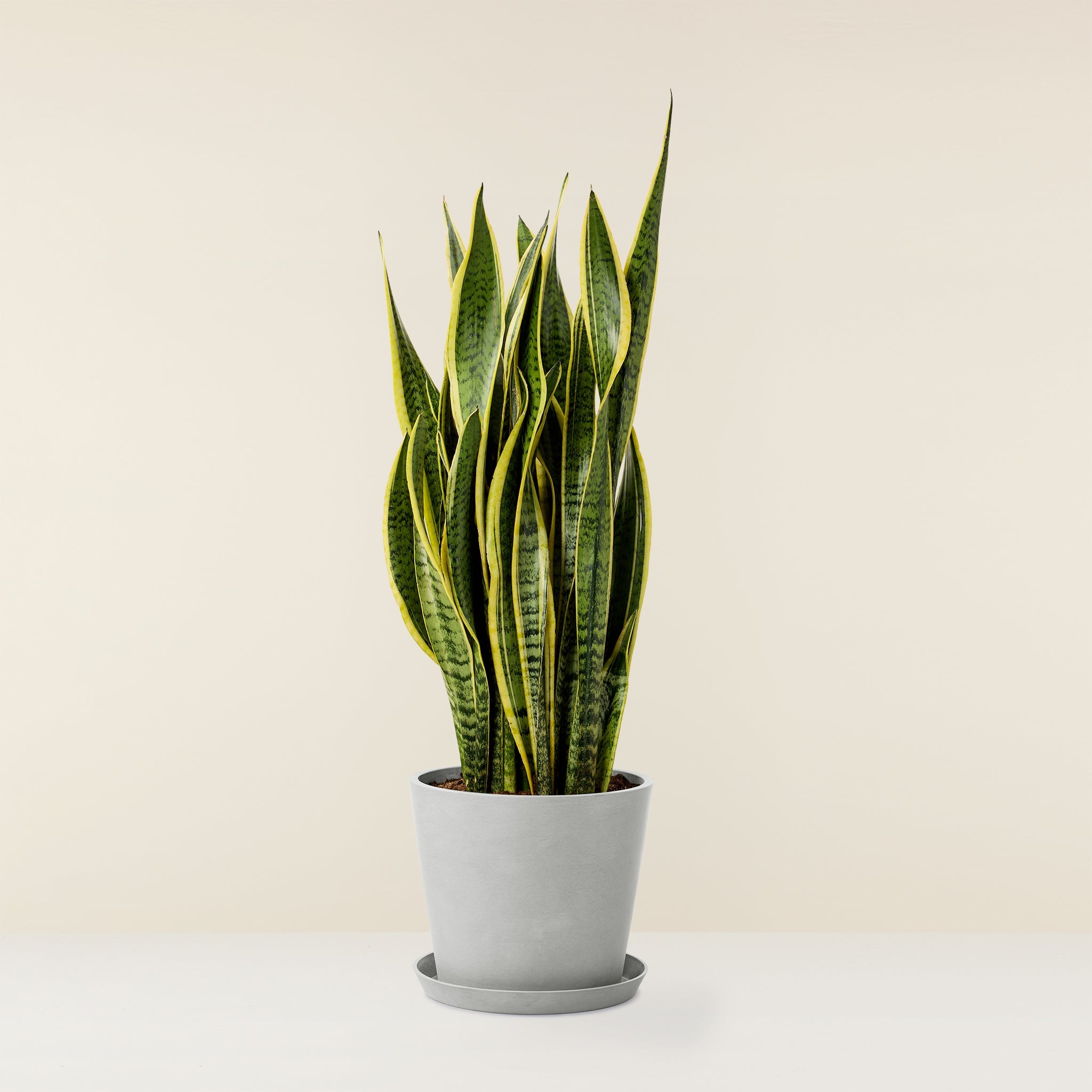 Snake Plant