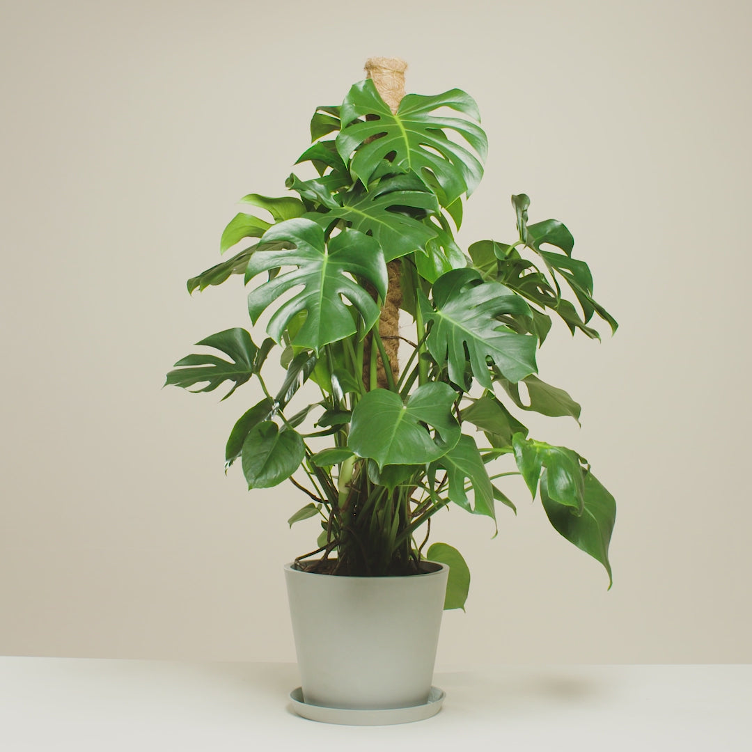 Swiss Cheese Plant