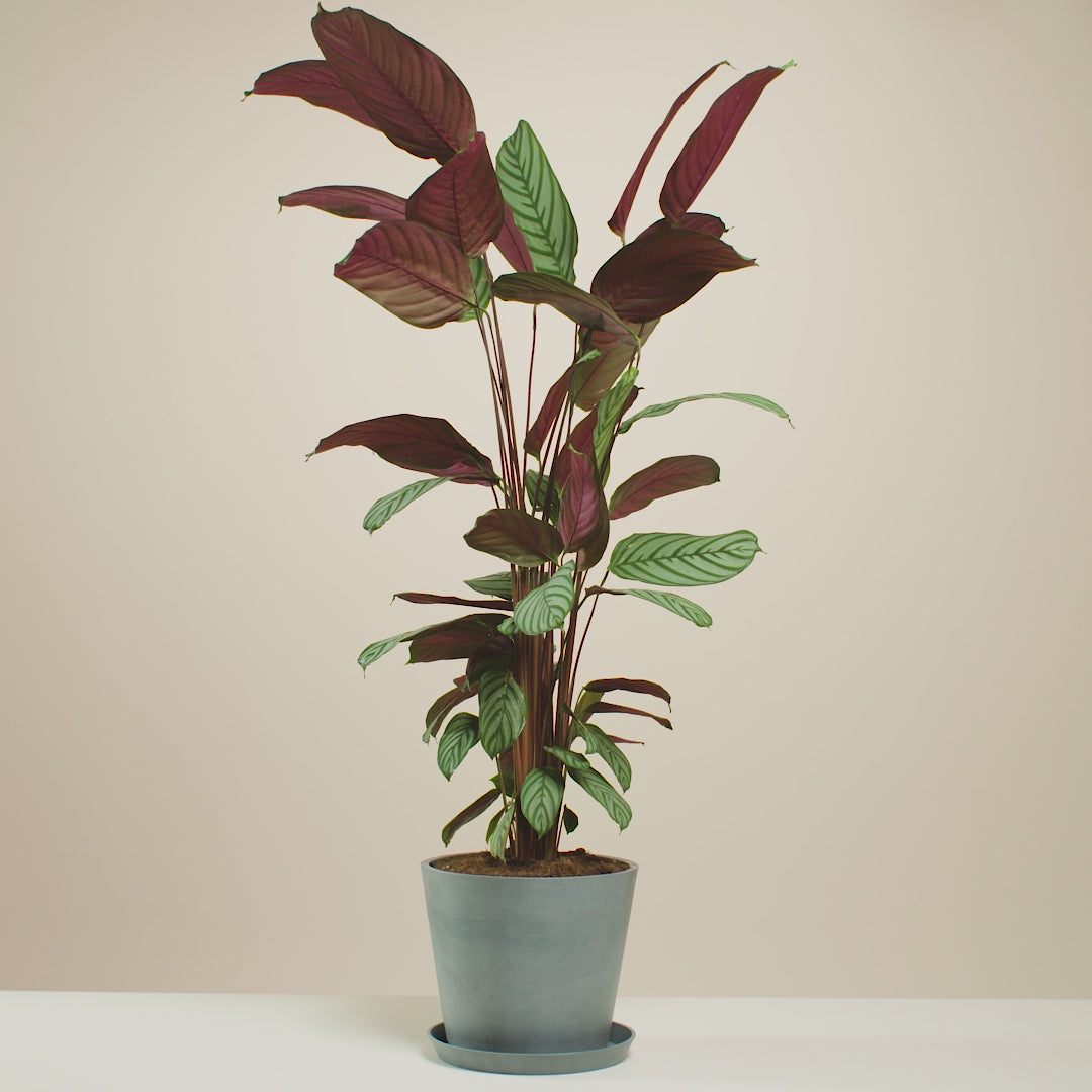 Calathea Oppenheimiana