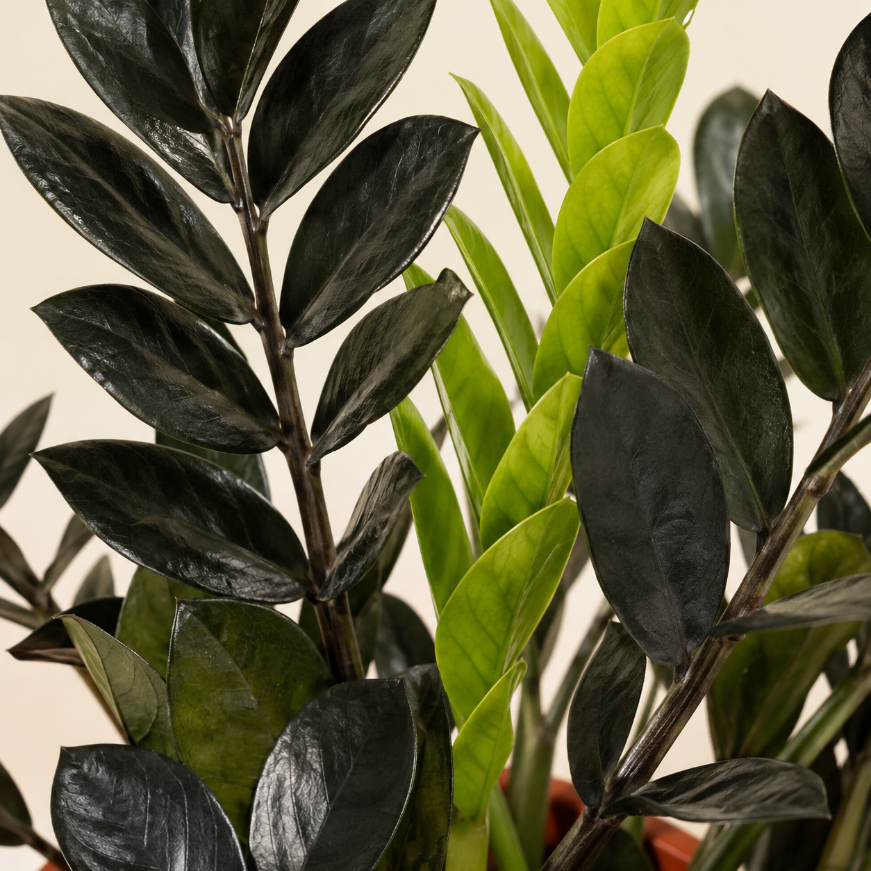 Raven ZZ Plant
