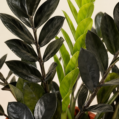 Raven ZZ Plant