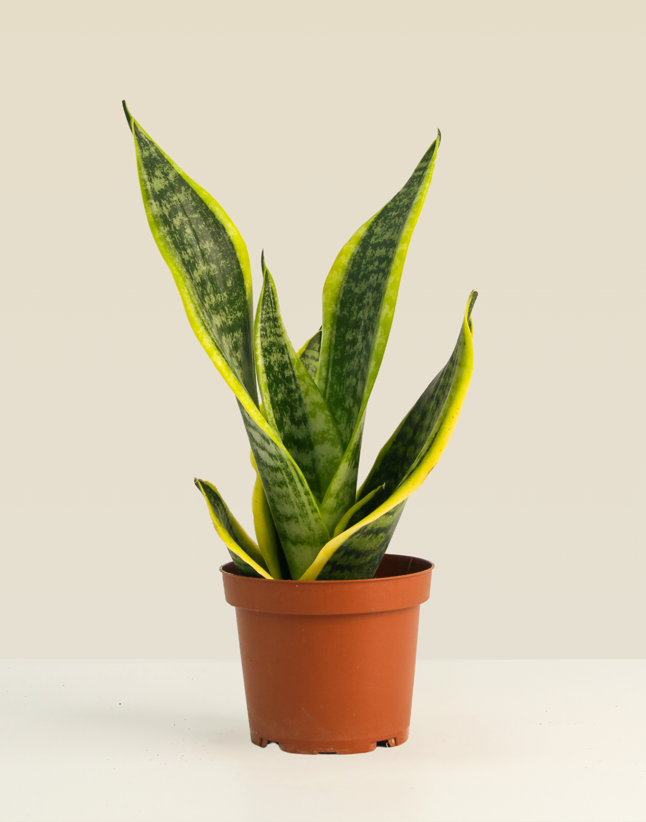 Snake Plant