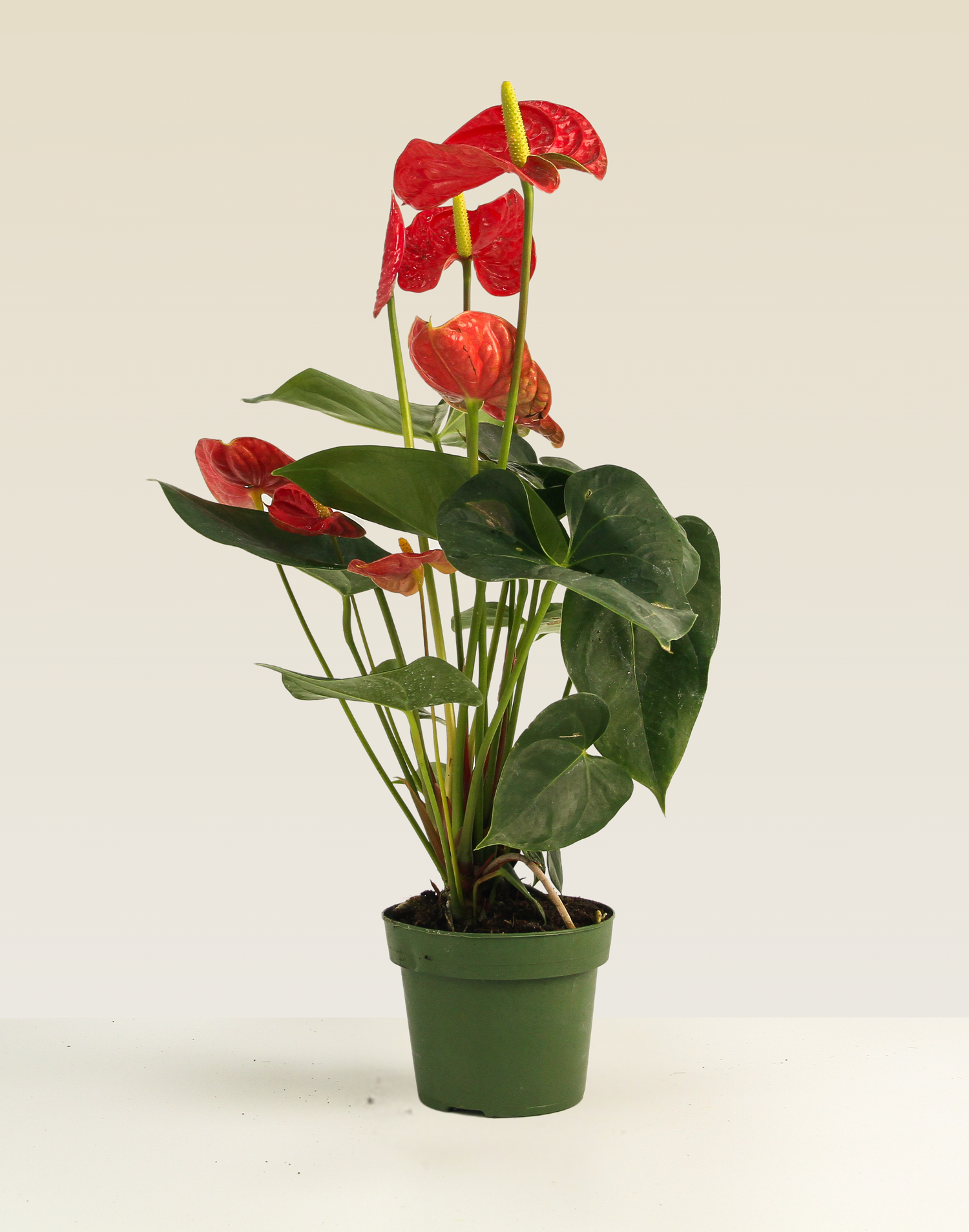 Anthurium Red
