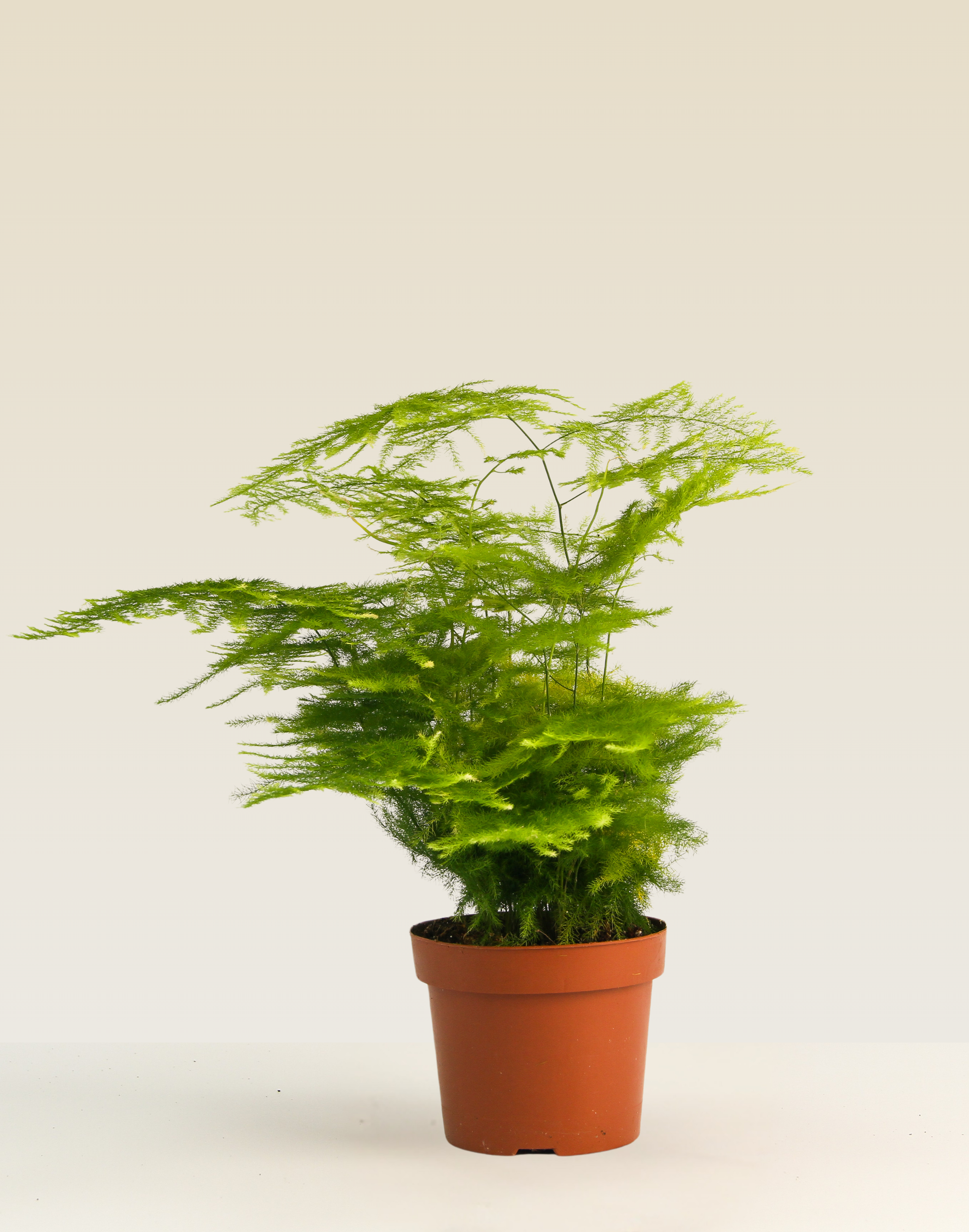 Asparagus Fern