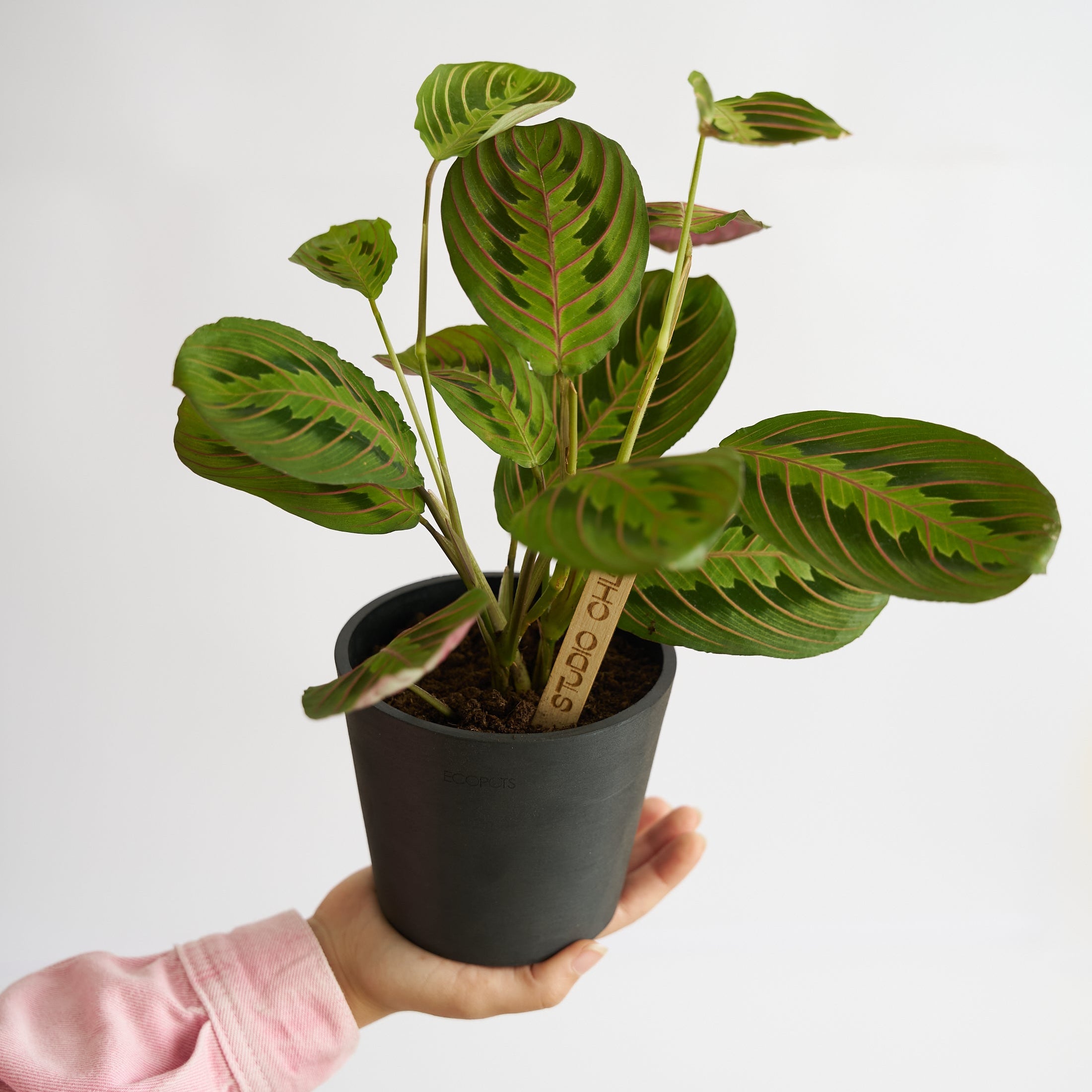 Prayer Plant