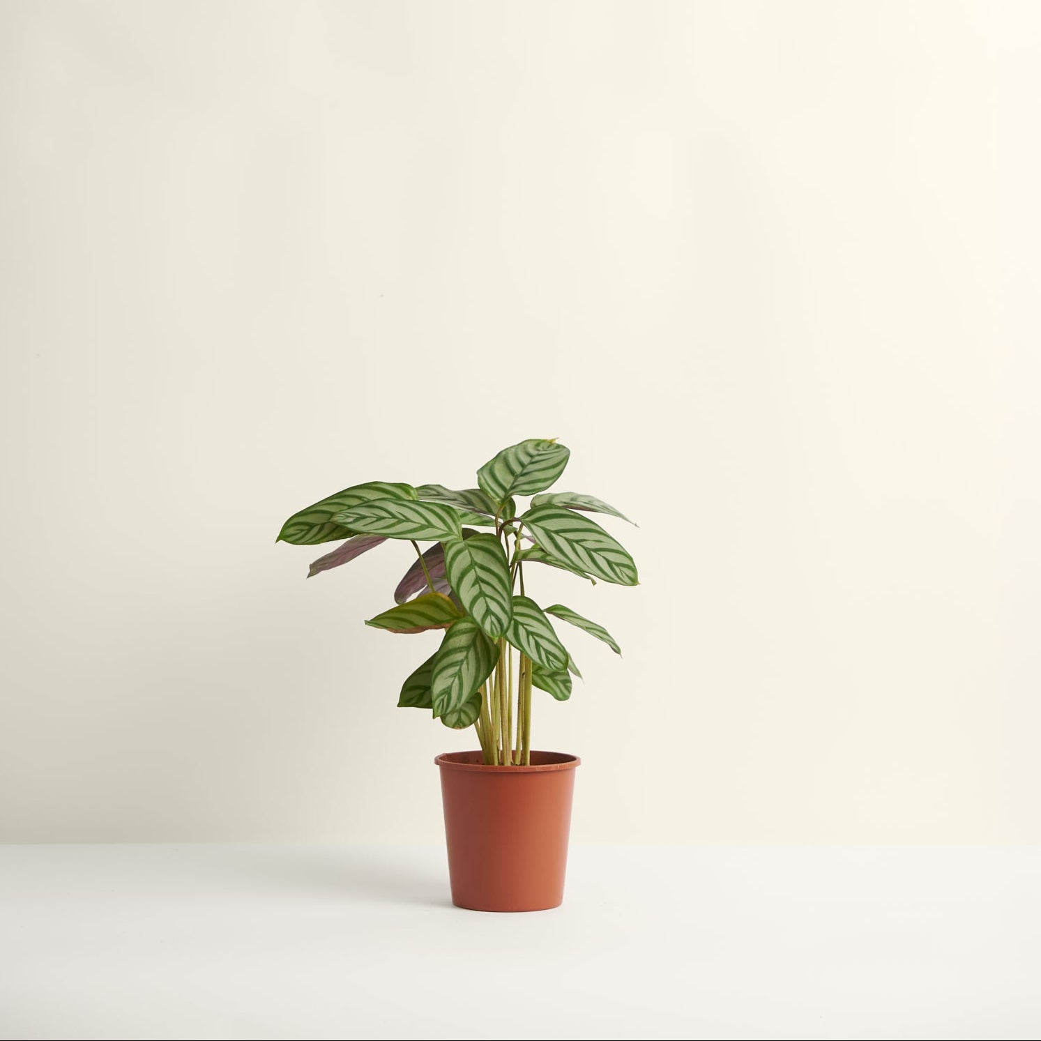 Calathea Oppenheimiana