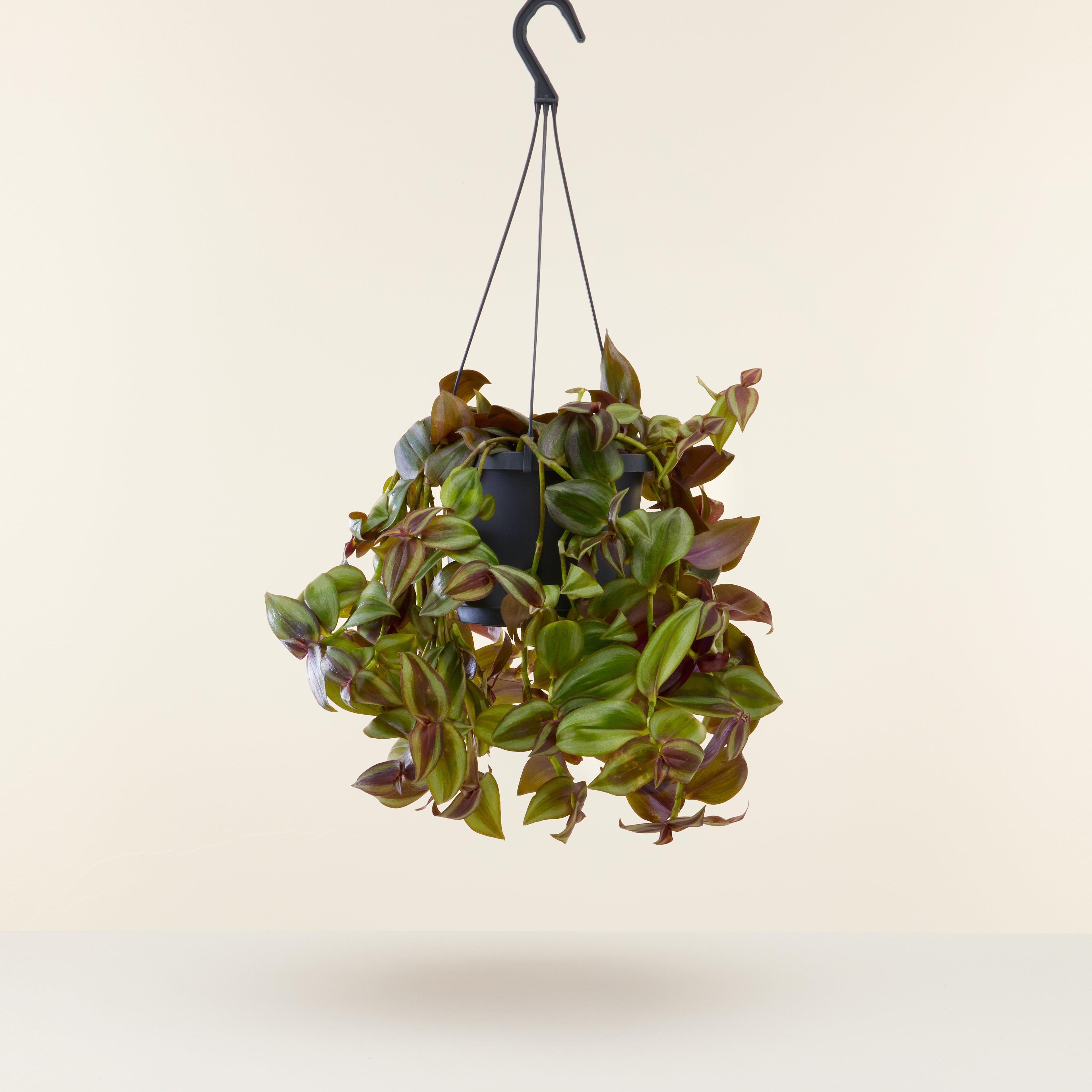 Tradescantia Zebrina