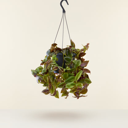 Tradescantia Zebrina