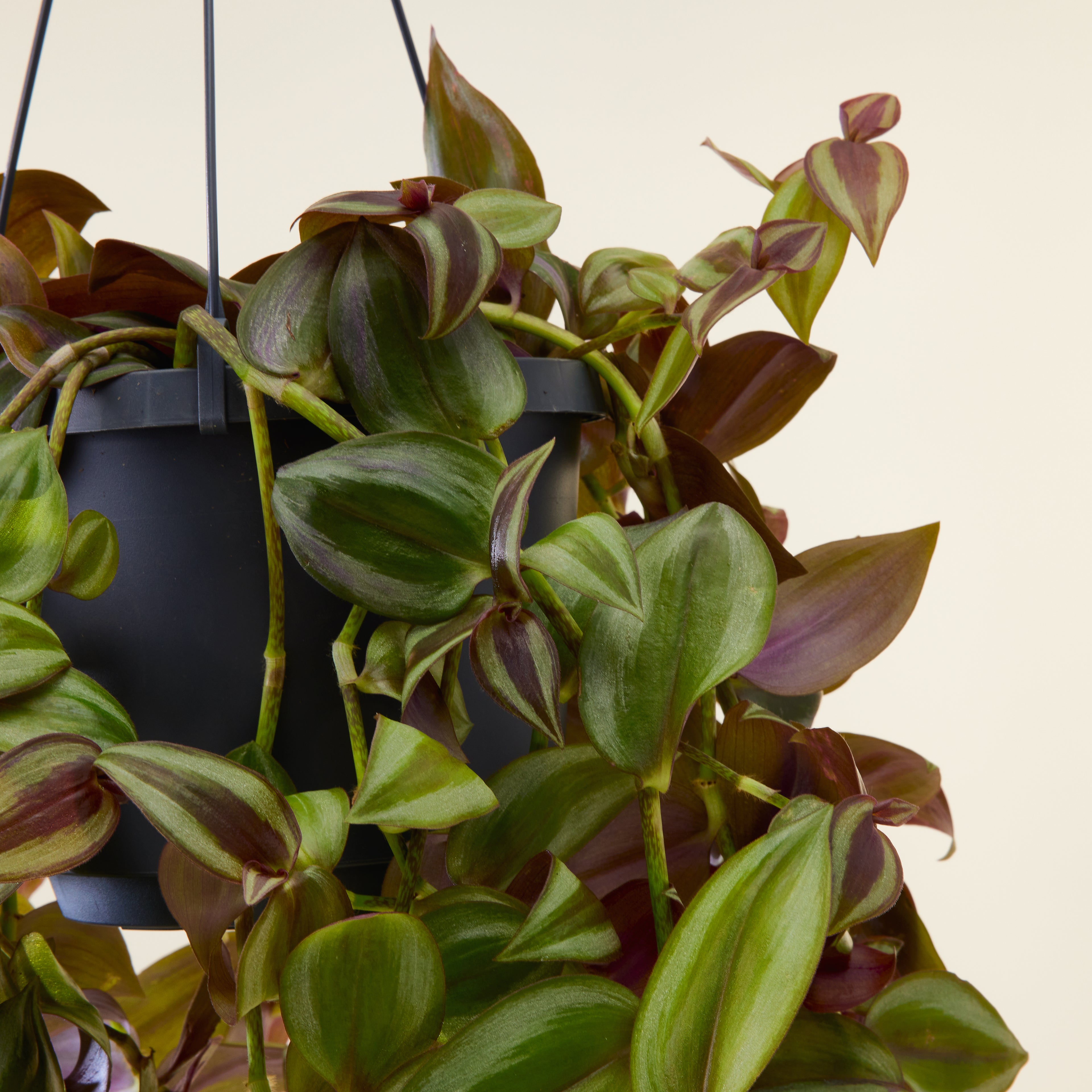 Tradescantia Zebrina