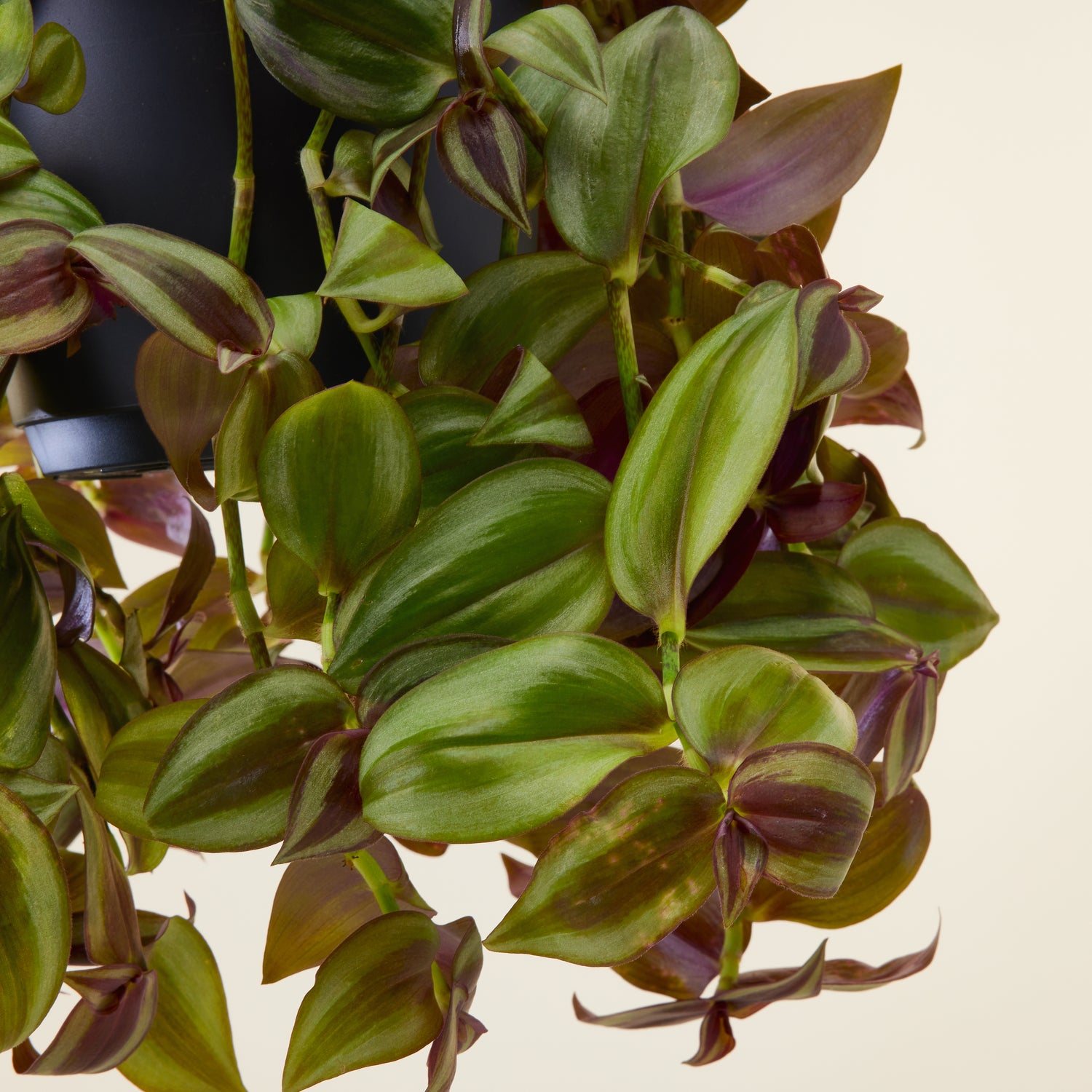 Tradescantia Zebrina