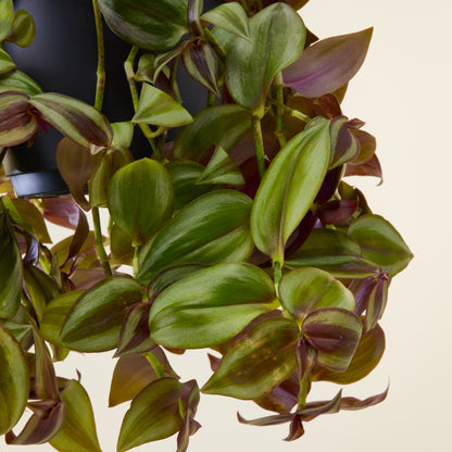 Tradescantia Zebrina