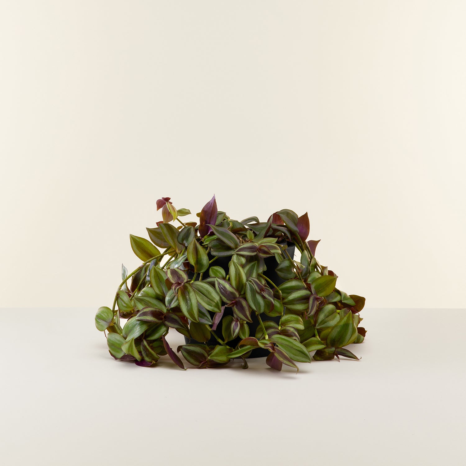 Tradescantia Zebrina