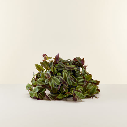 Tradescantia Zebrina