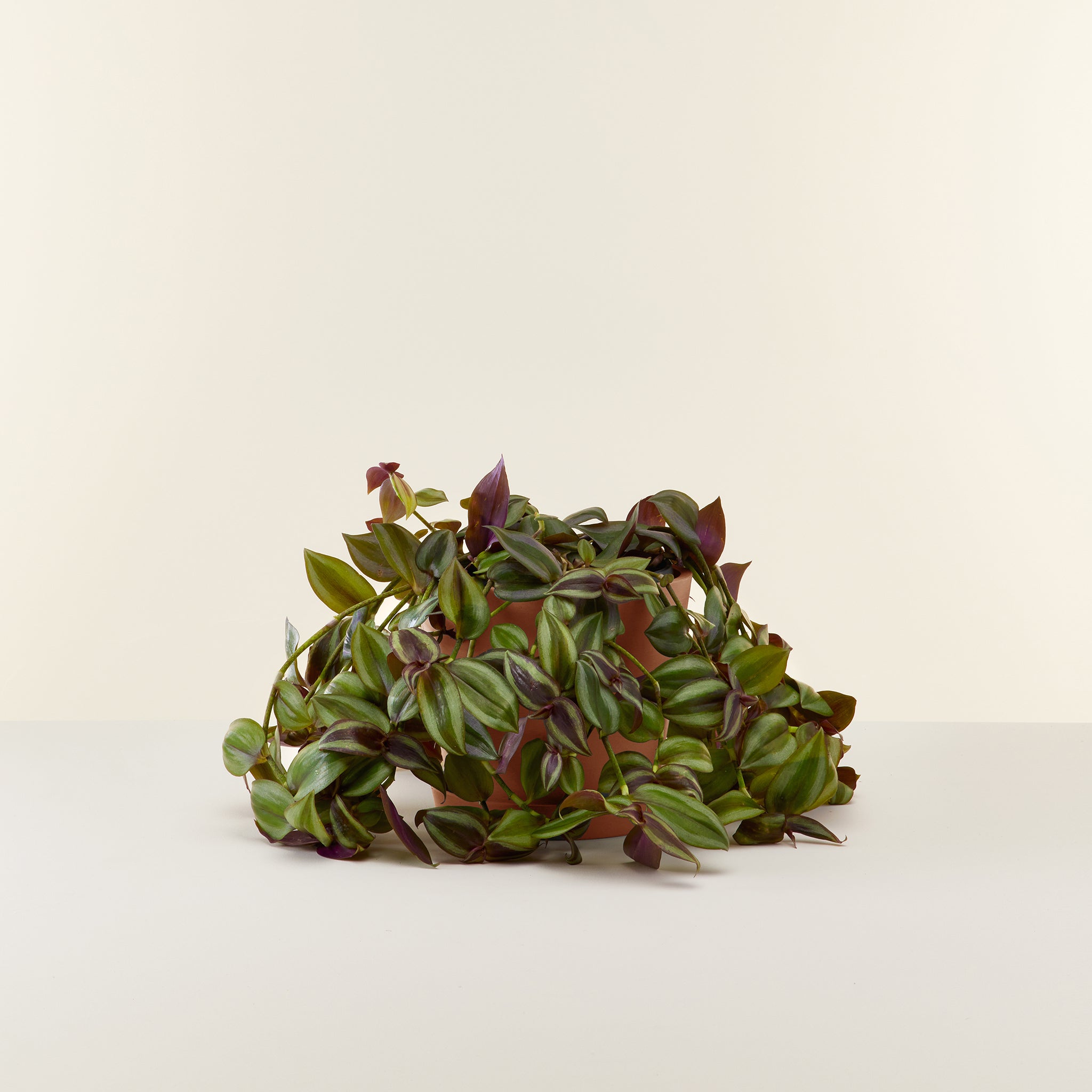 Tradescantia Zebrina