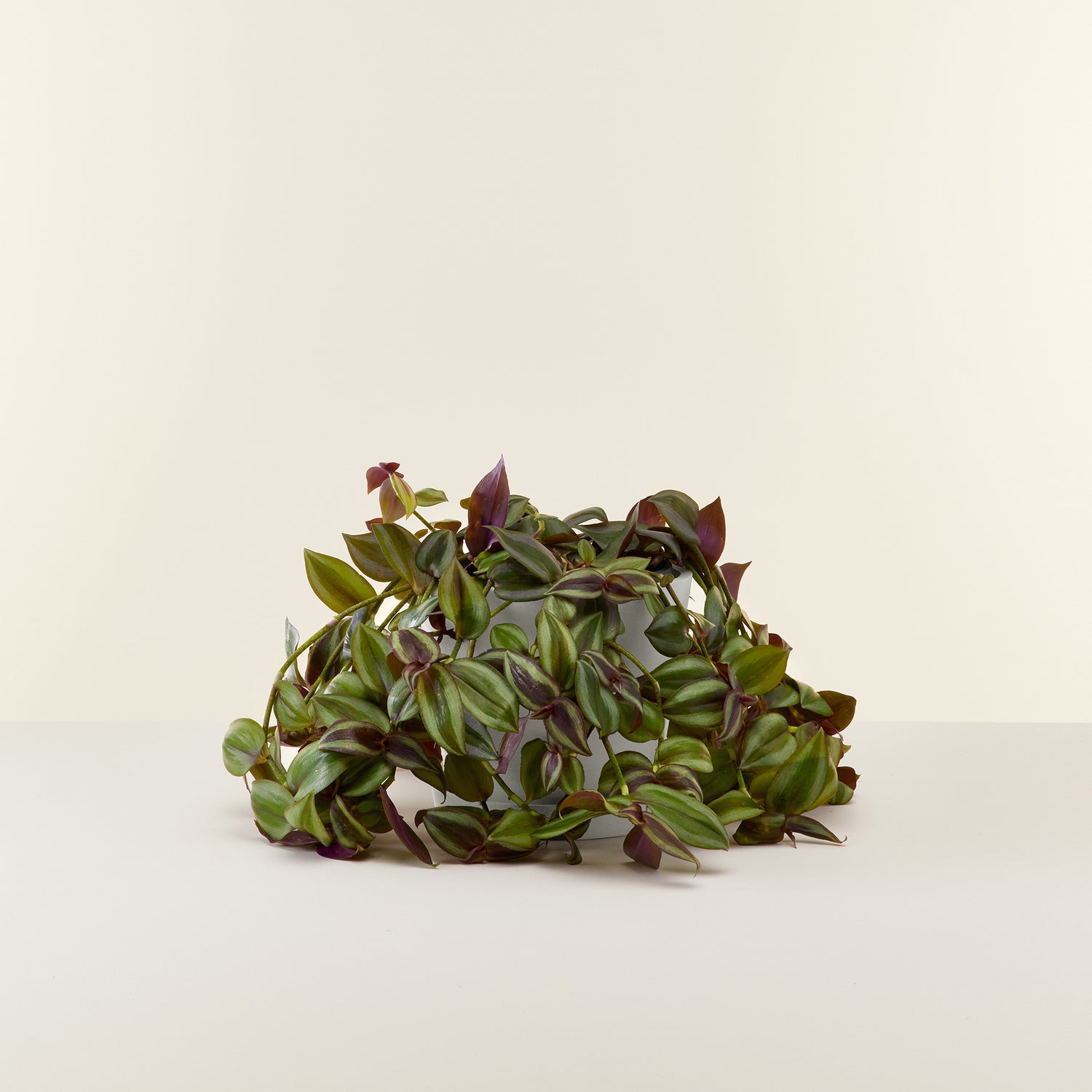 Tradescantia Zebrina