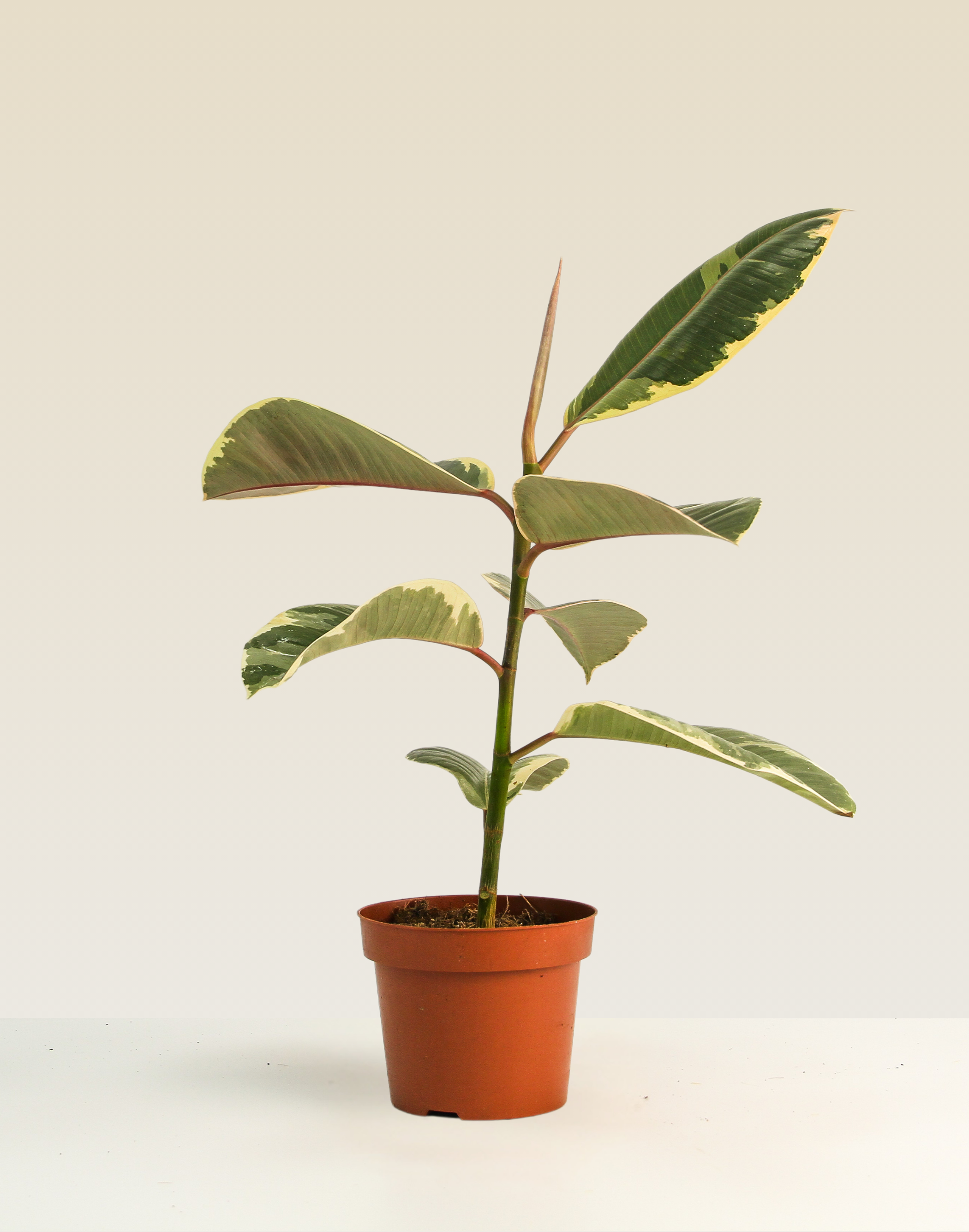 Ficus Tineke