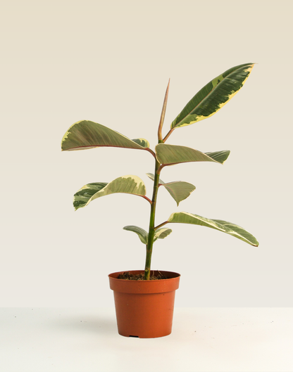 Ficus Tineke