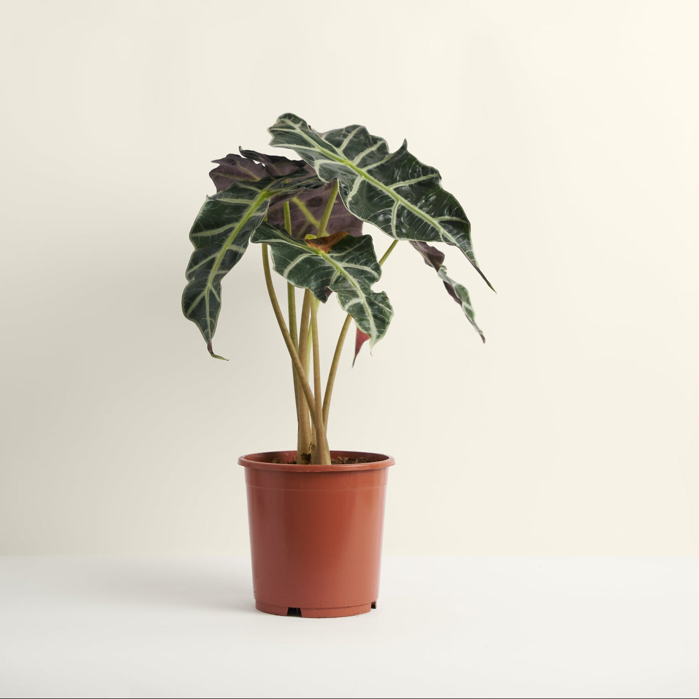 Alocasia Polly