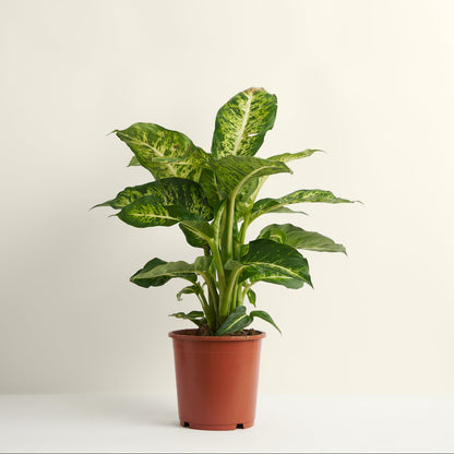 Dieffenbachia Sublime