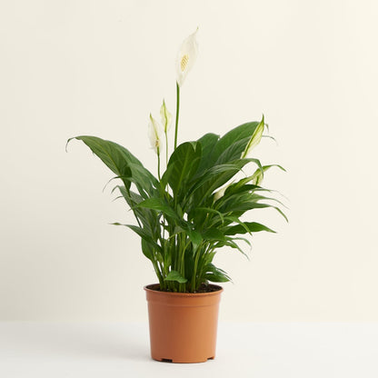 Peace Lily