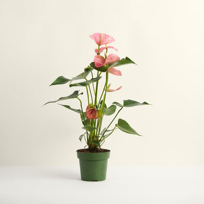 anthurium pink champion Anthurium Pink – Studio Chloro