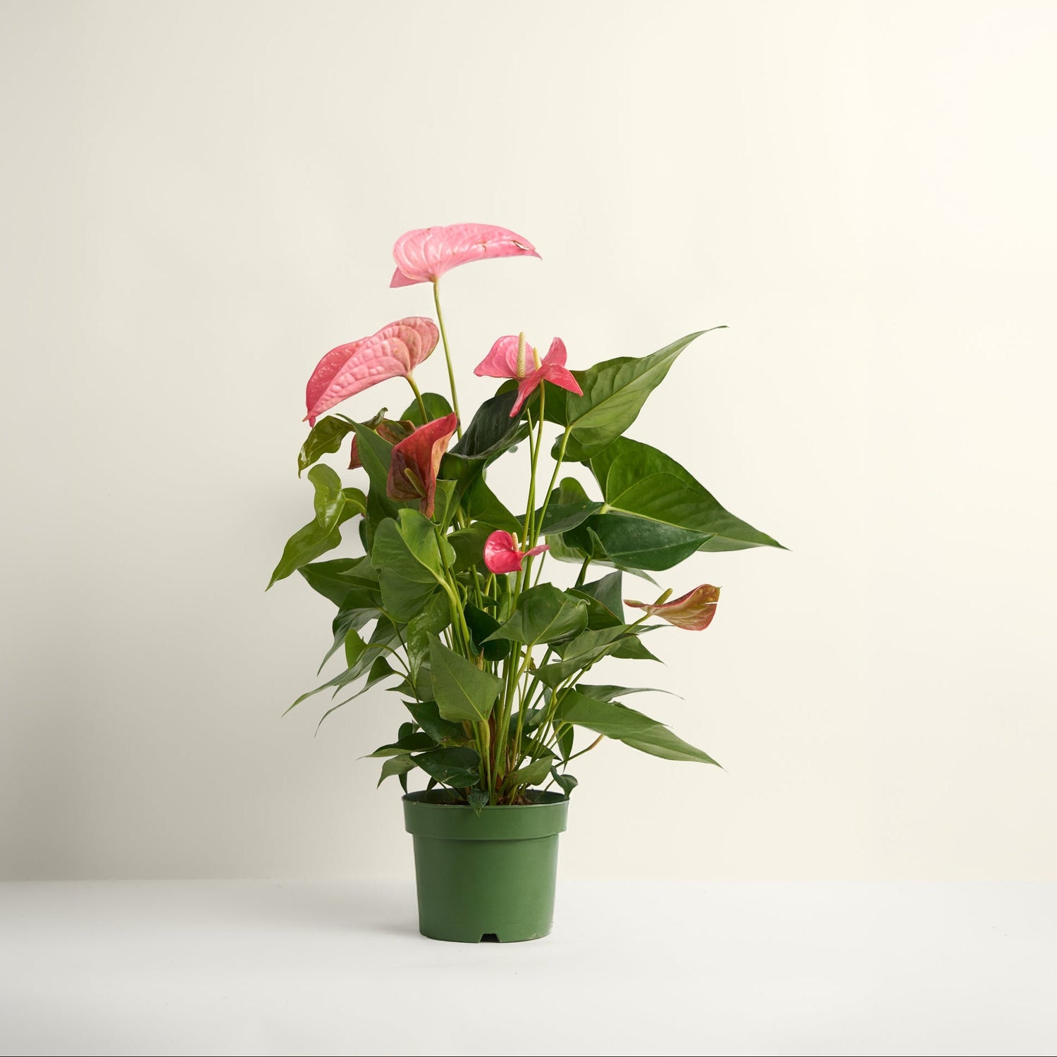 anthurium information Anthurium Pink – Studio Chloro