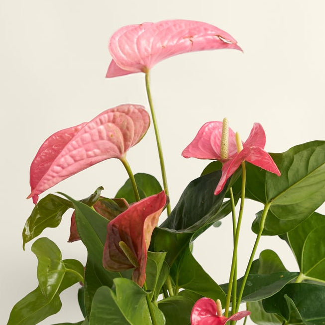 anthurium pink plant Anthurium Pink – Studio Chloro