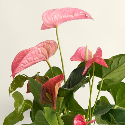 Anthurium Pink