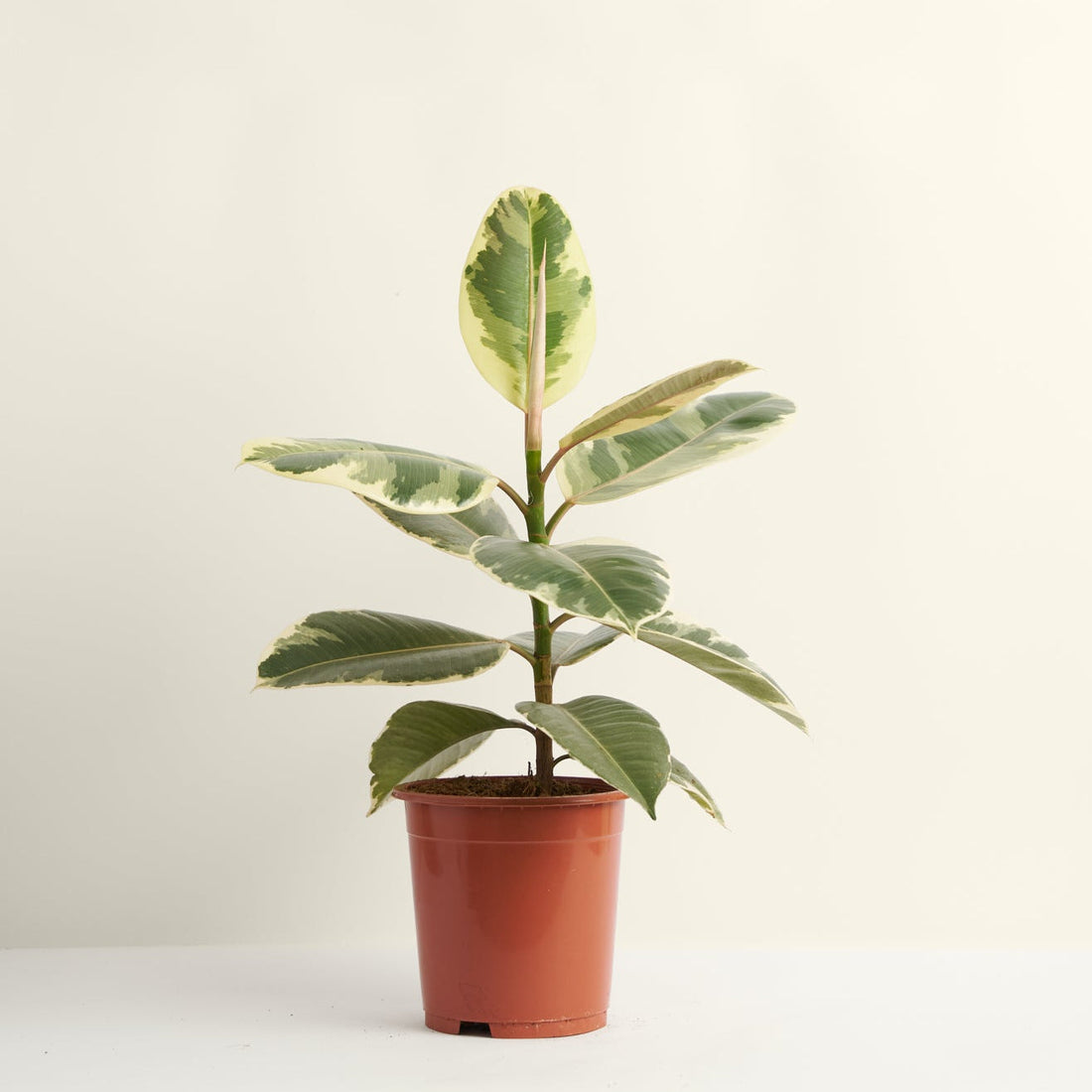 Ficus Tineke
