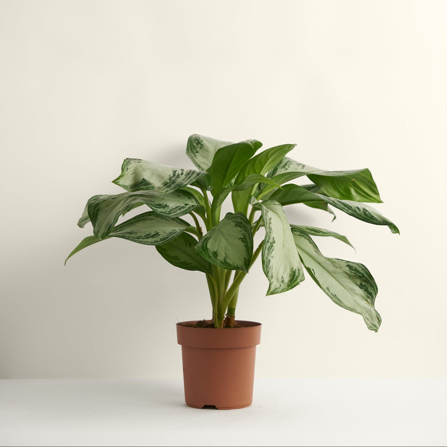 Aglaonema Silver Bay