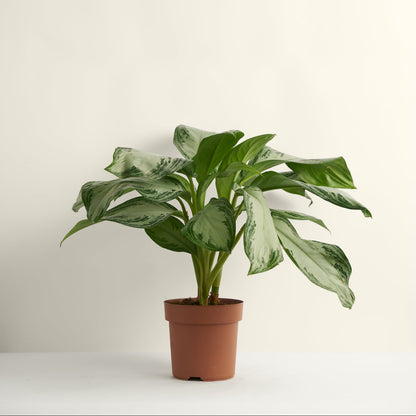 Aglaonema Silver Bay